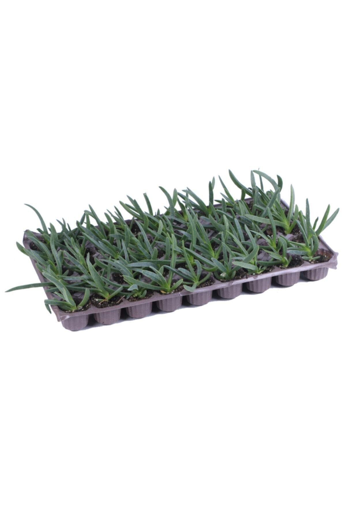 Kazayağı Çiçeği Fidanı Viyol'de - Carpobrotus Edulis - 45'li Viyol'de