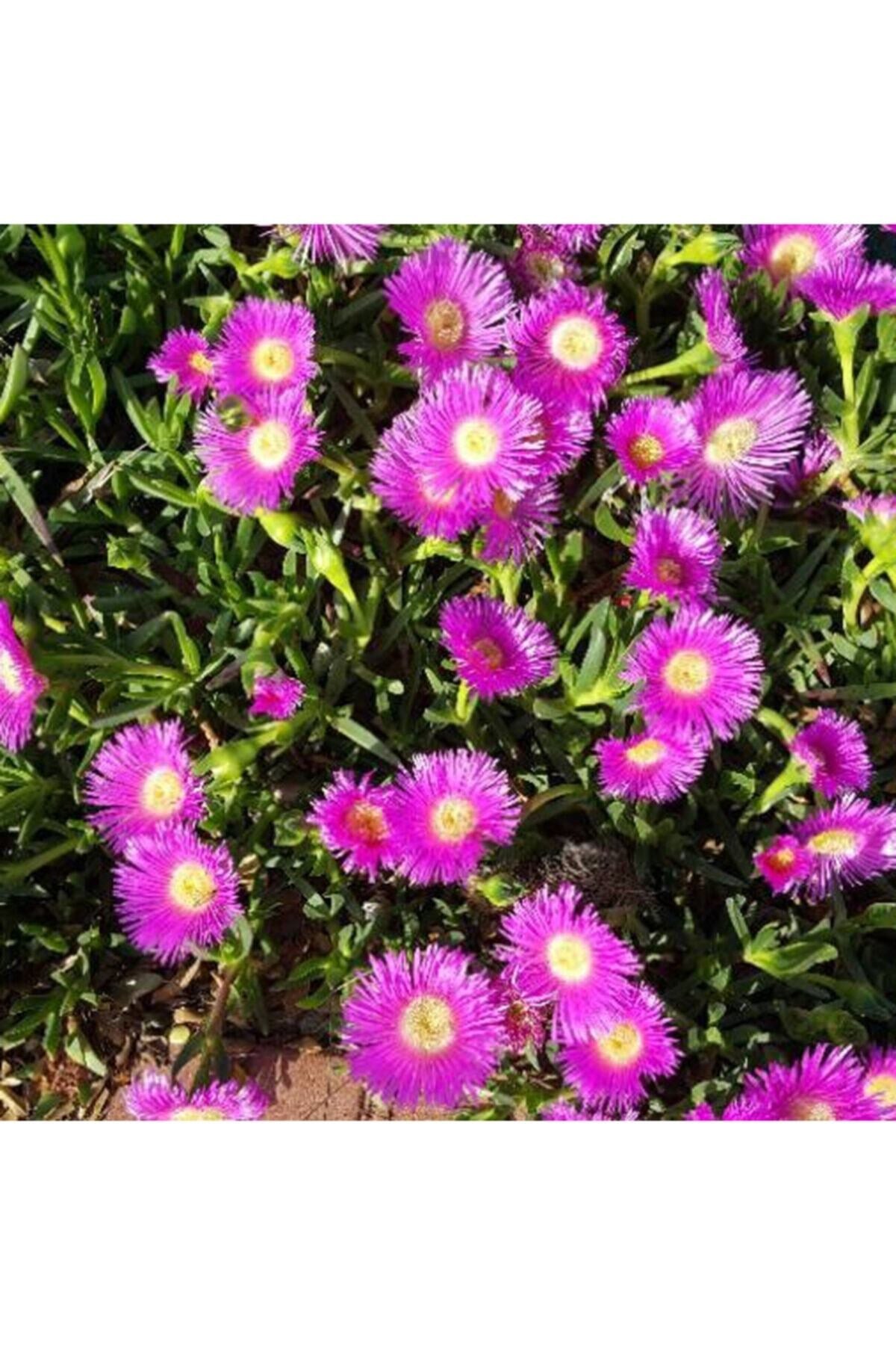 Kazayağı Çiçeği Fidanı Viyol'de - Carpobrotus Edulis - 45'li Viyol'de