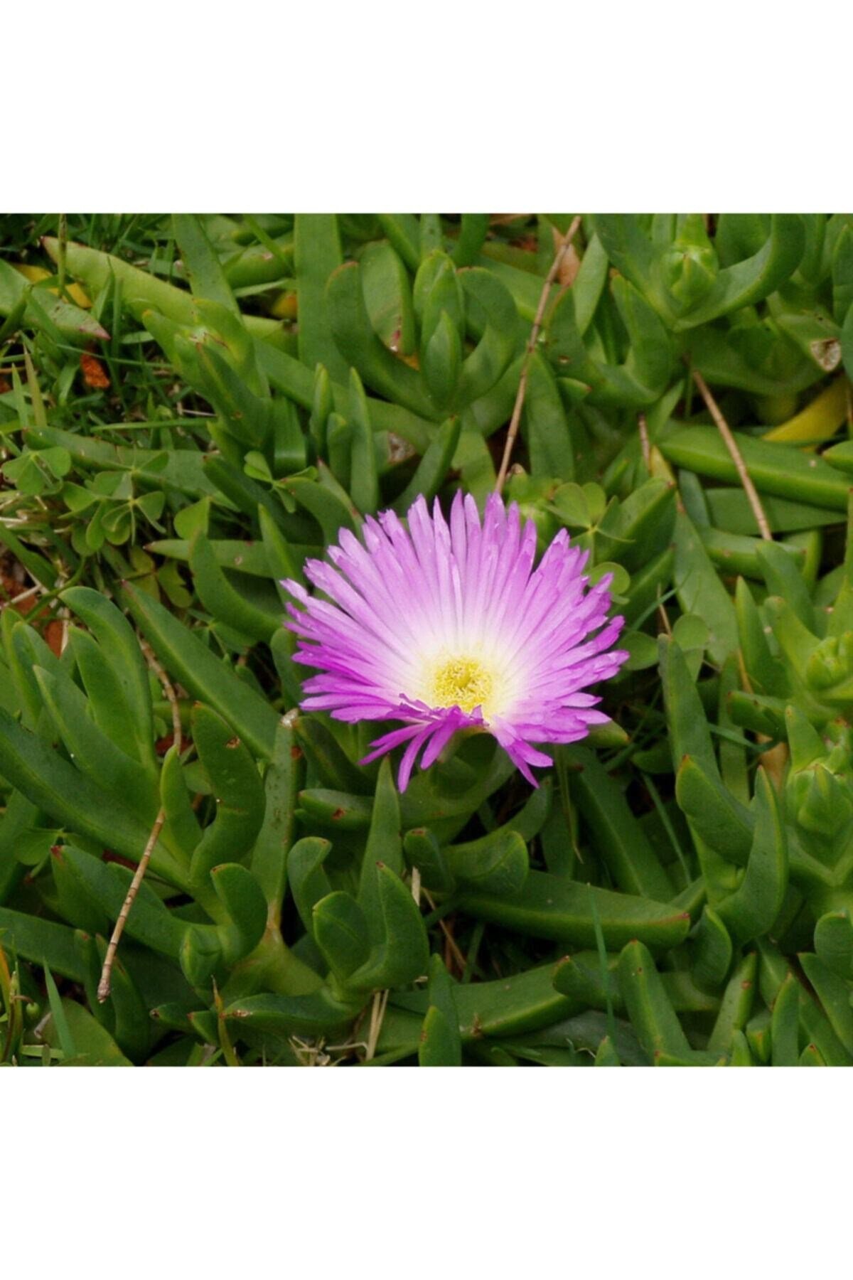 Kazayağı Çiçeği Fidanı Viyol'de - Carpobrotus Edulis - 45'li Viyol'de