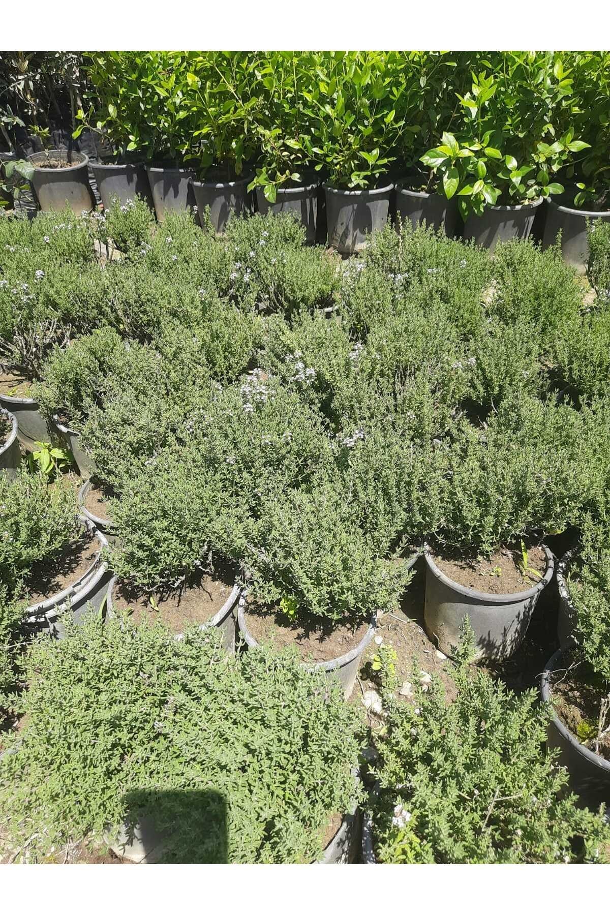 Kekik Bitkisi – Canlı Saksılı Aromatik Fide 10-20cm (Yenilebilir / Baharatlık / Balkon İçin Uygun)