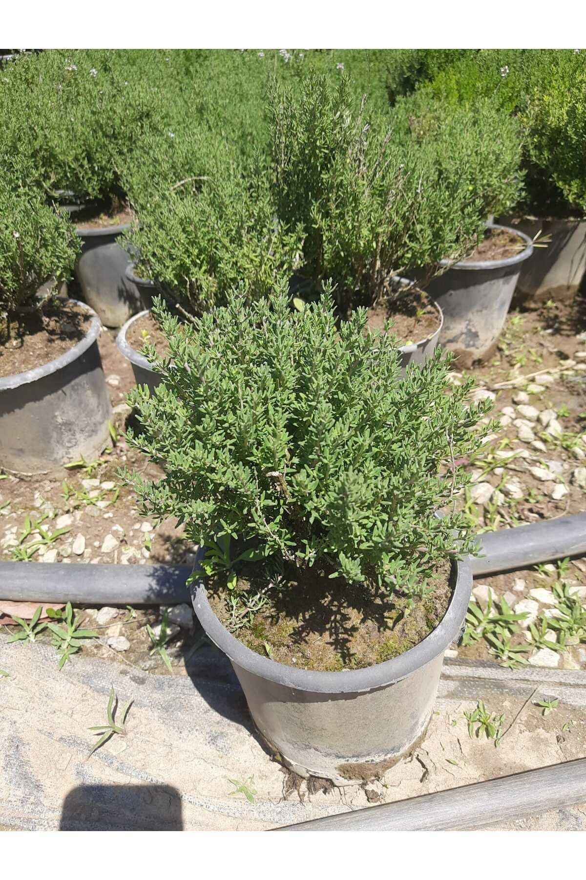 Kekik Bitkisi – Canlı Saksılı Aromatik Fide 10-20cm (Yenilebilir / Baharatlık / Balkon İçin Uygun)