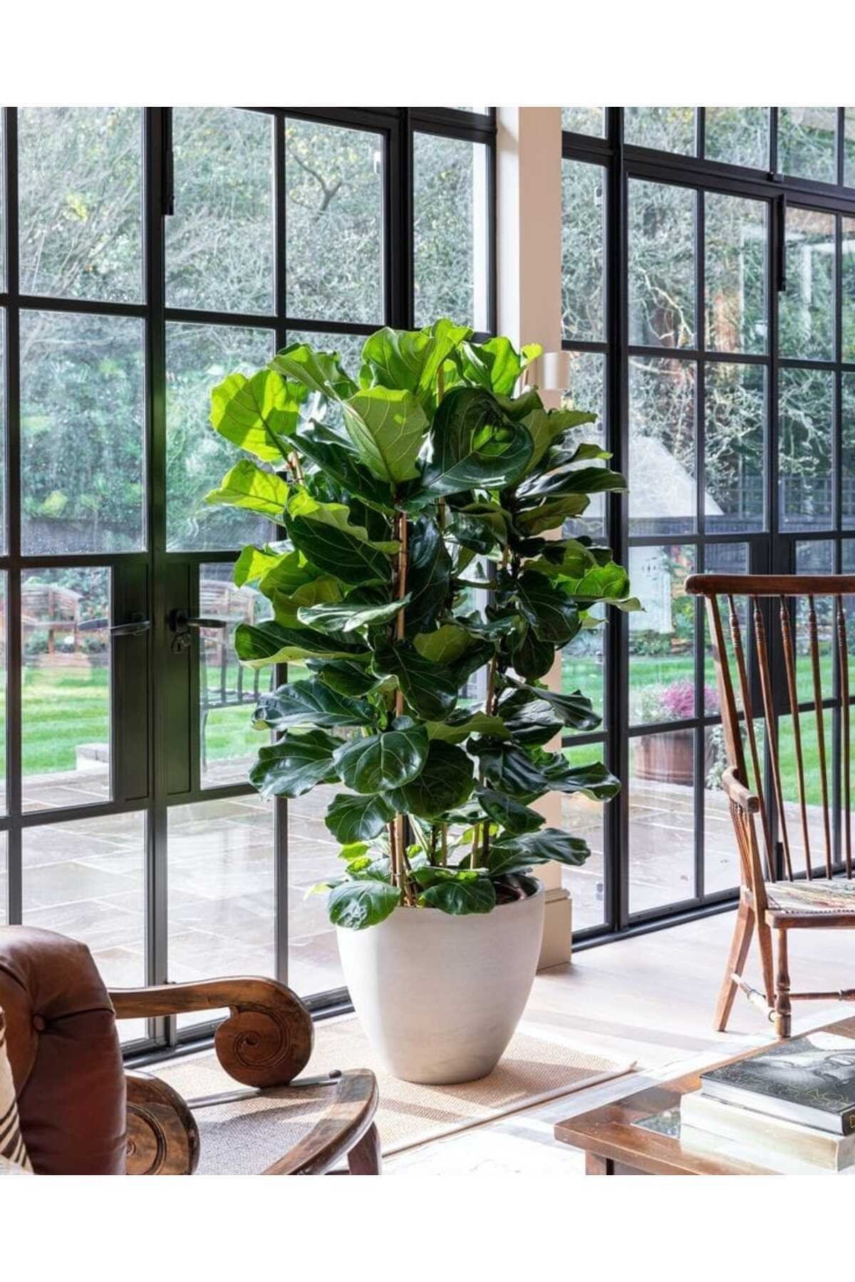 Keman Yapraklı Kauçuk / 80-100 Cm / Ficus Lyrata / Popüler Bitki / Dolgun Formda