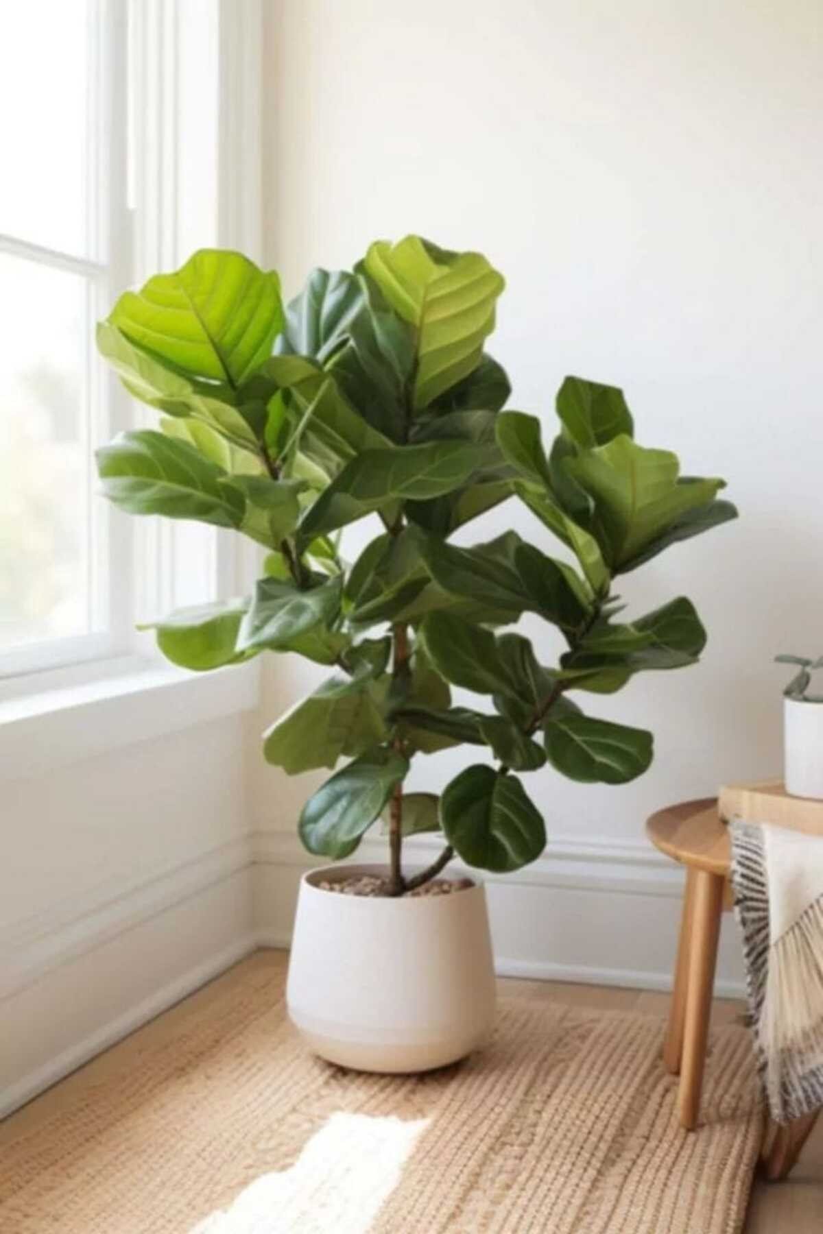 Keman Yapraklı Kauçuk / 80-100 Cm / Ficus Lyrata / Popüler Bitki / Dolgun Formda