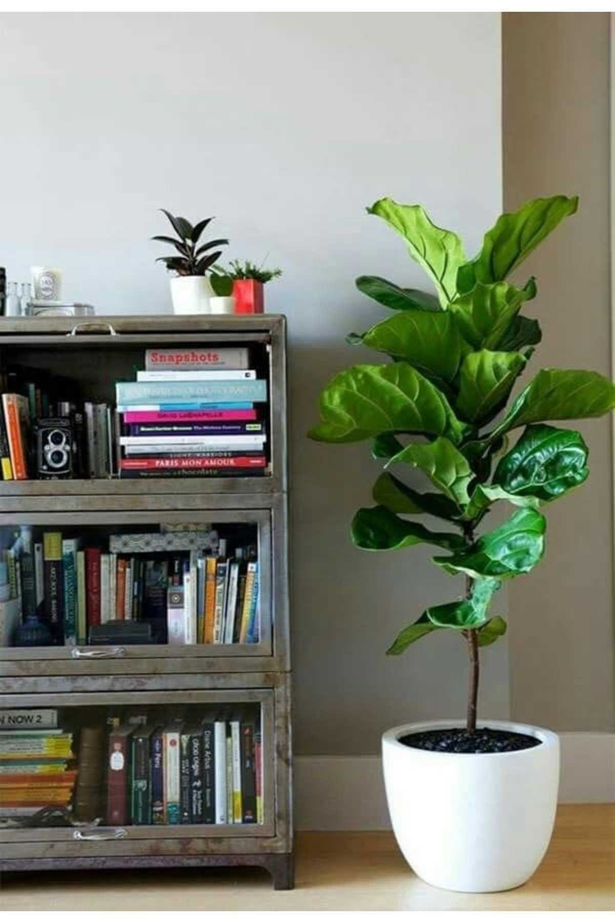 Keman Yapraklı Kauçuk / 80-100 Cm / Ficus Lyrata / Popüler Bitki / Dolgun Formda