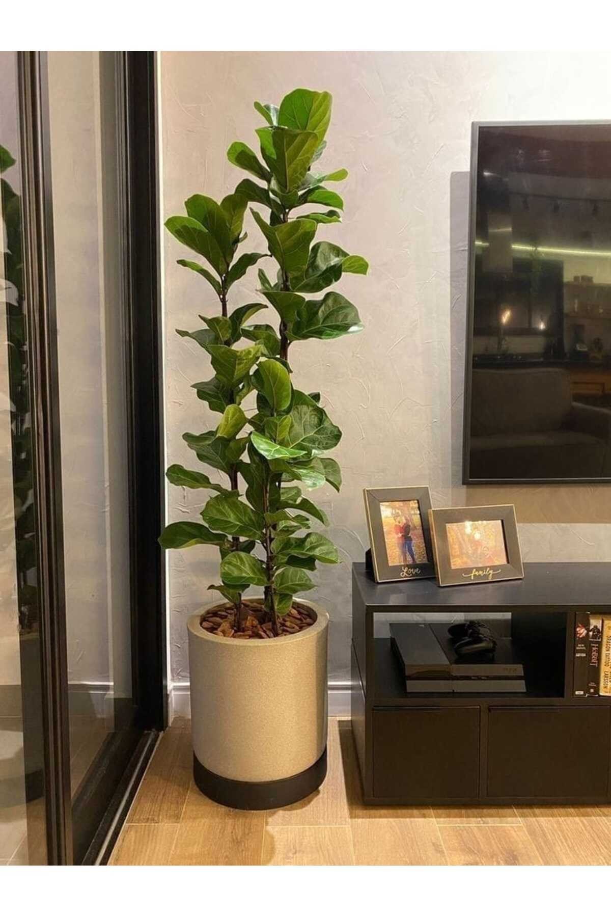 Keman Yapraklı Kauçuk / 80-100 Cm / Ficus Lyrata / Popüler Bitki / Dolgun Formda