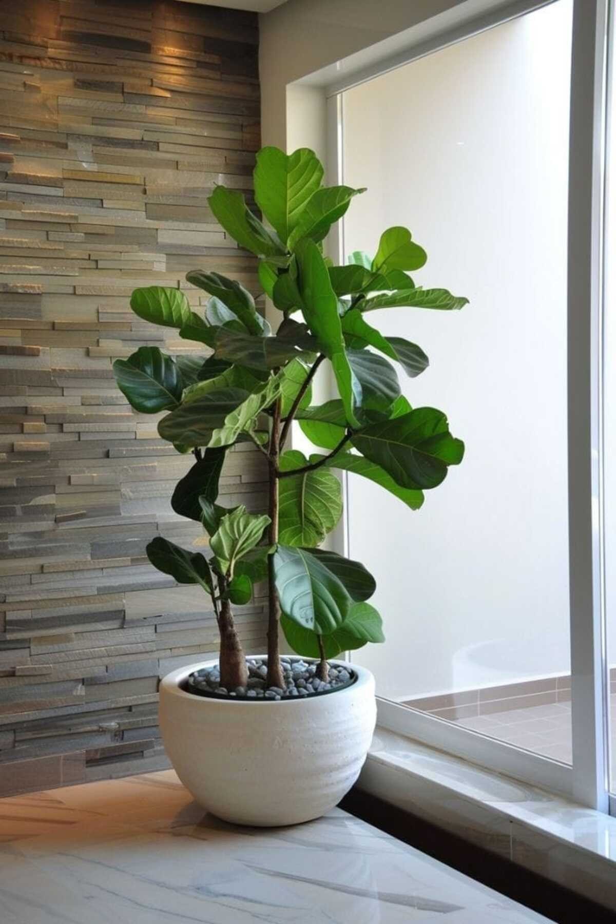 Keman Yapraklı Kauçuk / 80-100 Cm / Ficus Lyrata / Popüler Bitki / Dolgun Formda