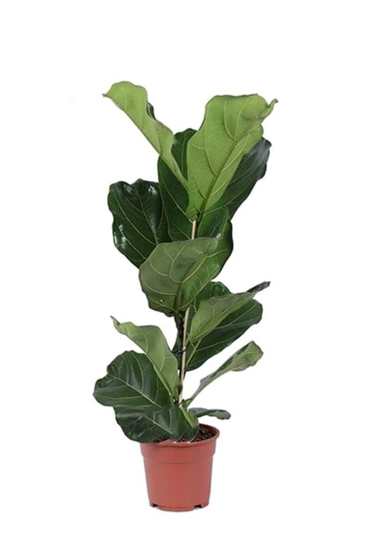 Keman Yapraklı Kauçuk / 80-100 Cm / Ficus Lyrata / Popüler Bitki / Dolgun Formda