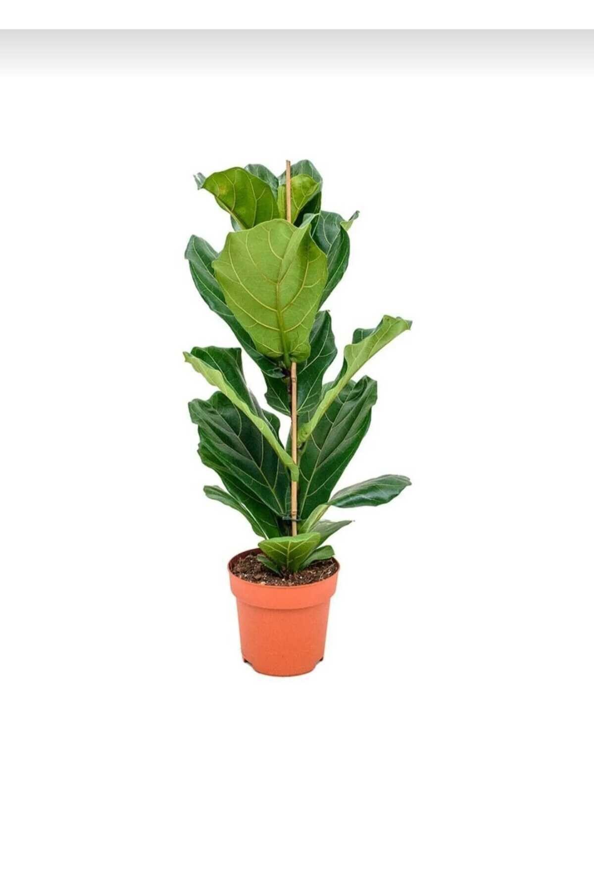 Keman Yapraklı Kauçuk / 80-100 Cm / Ficus Lyrata / Popüler Bitki / Dolgun Formda