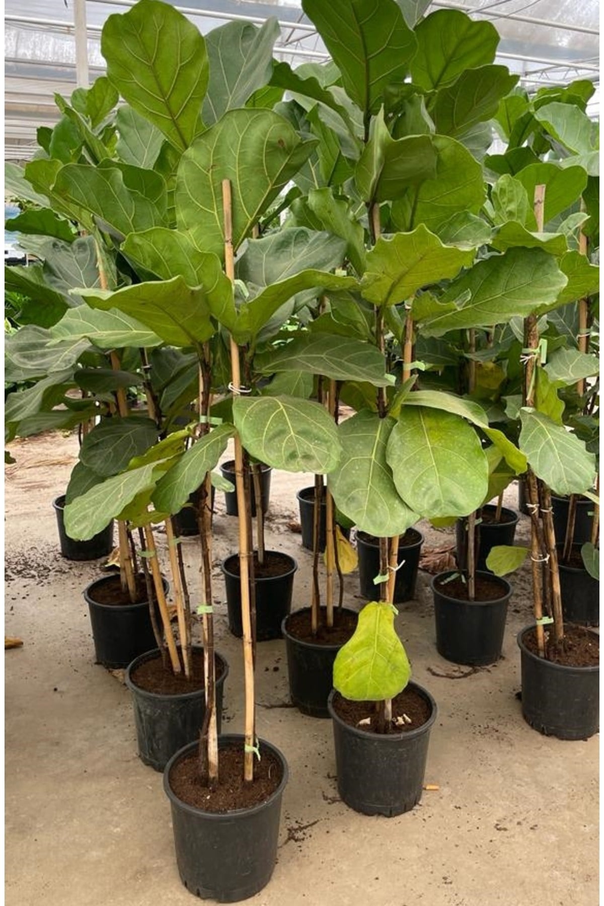 Keman Yapraklı Kauçuk Bitkisi 'Ficus Lyrata' 100cm