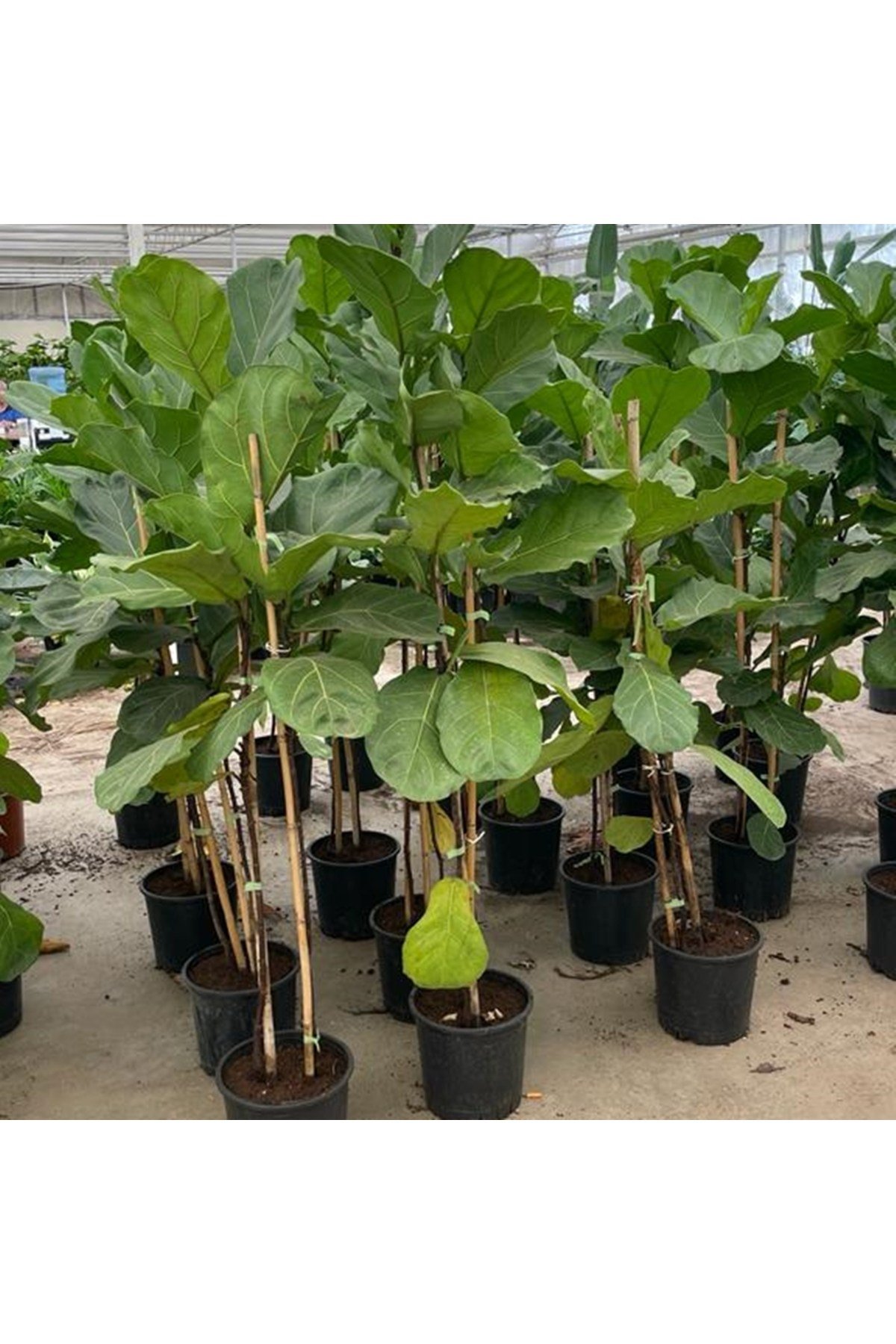 Keman Yapraklı Kauçuk Bitkisi 'Ficus Lyrata' 100cm