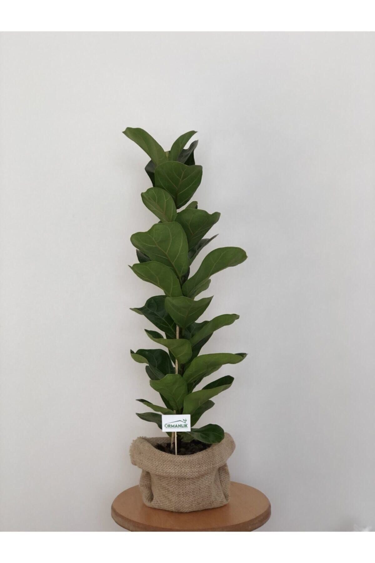 Keman Yapraklı Kauçuk (ficus Lyrata)