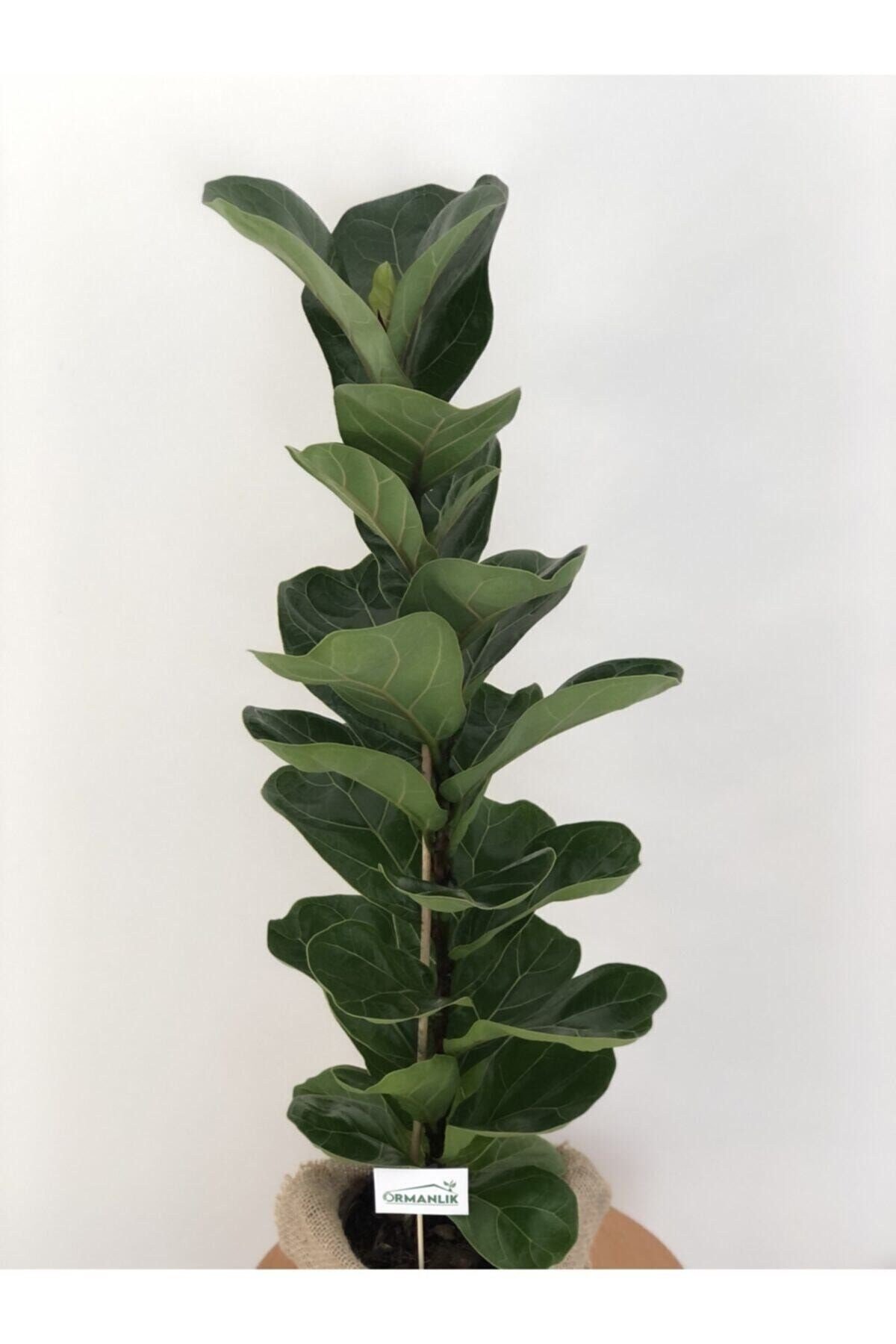 Keman Yapraklı Kauçuk (ficus Lyrata)