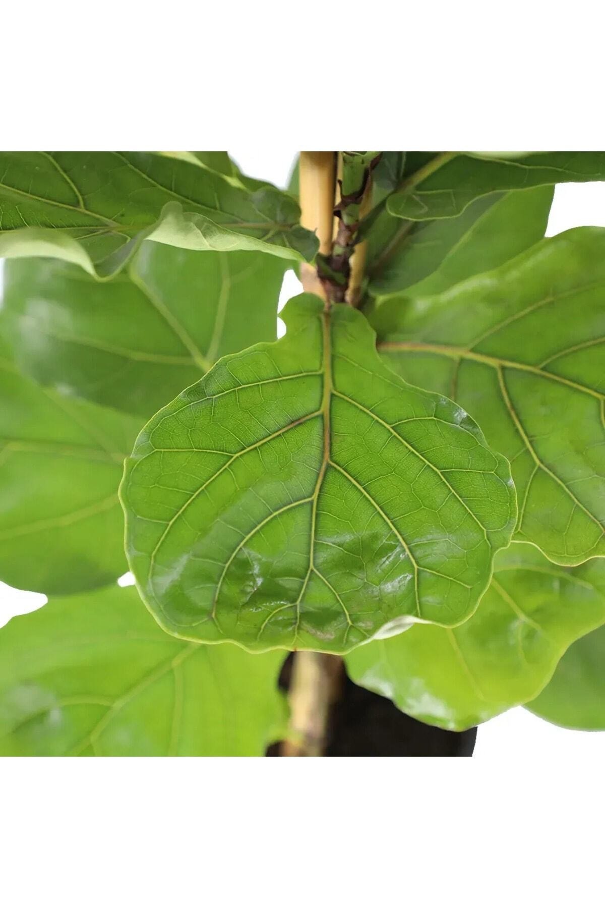 Keman Yapraklı Kauçuk - Ficus Lyrata 110-125cm