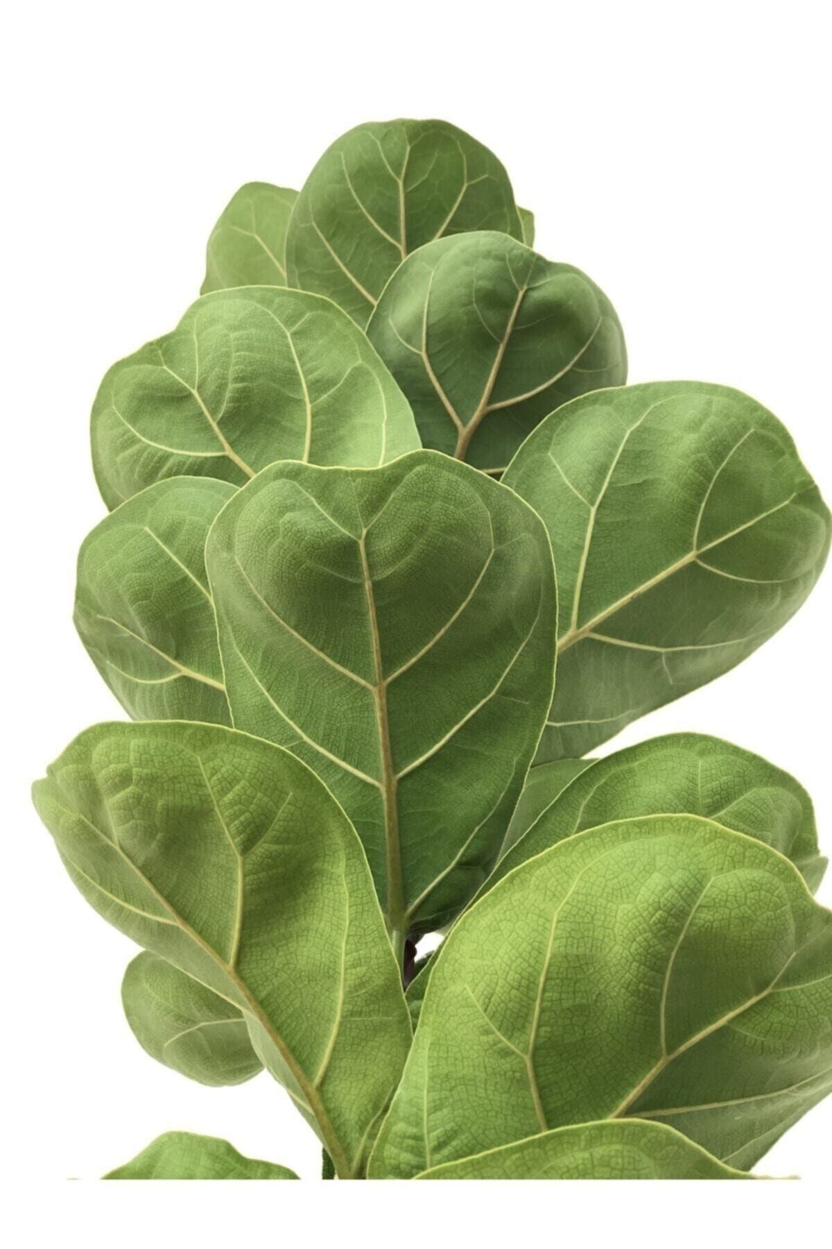 Keman Yapraklı Kauçuk (ficus Lyrata)