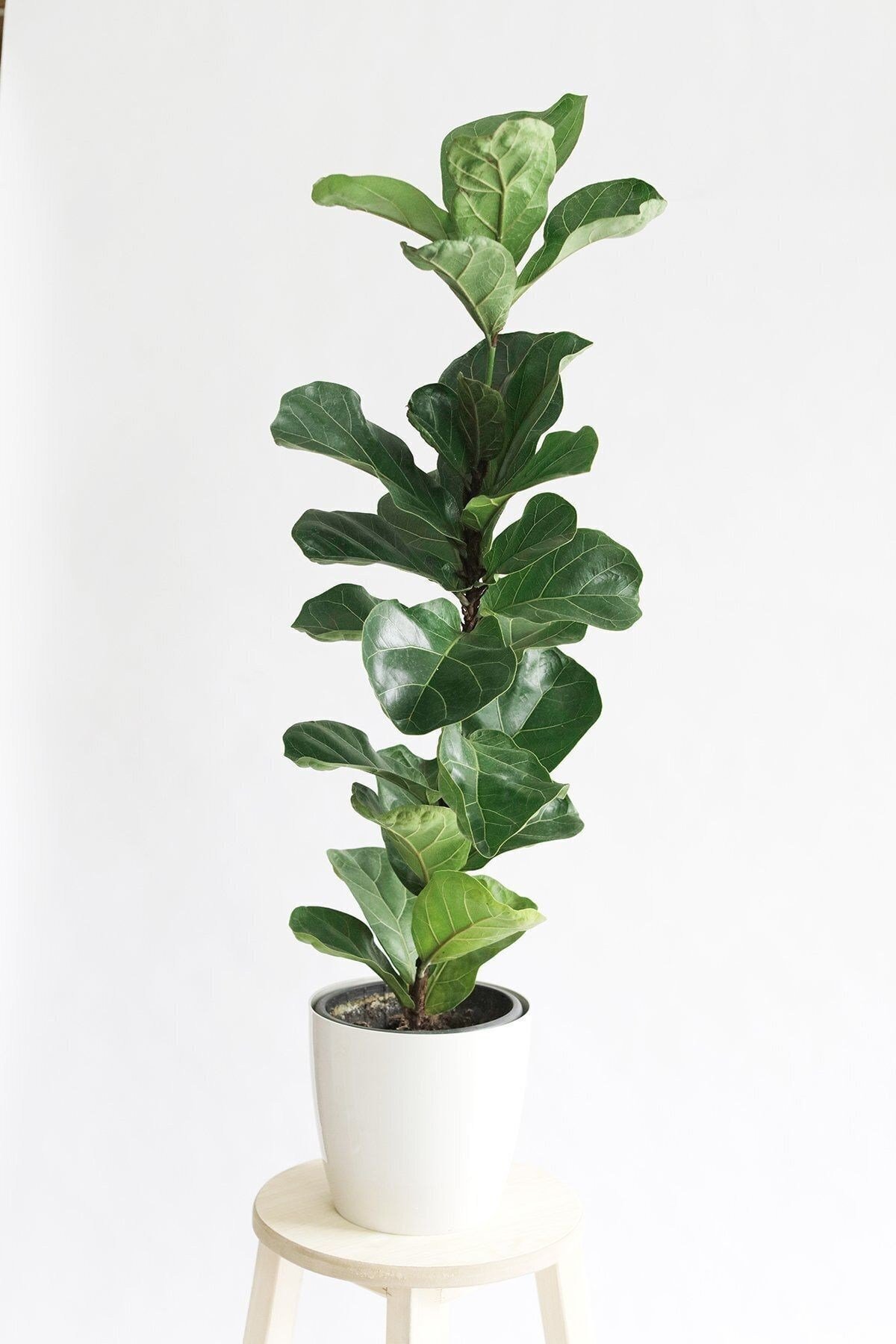 Keman Yapraklı Kauçuk - Ficus Lyrata