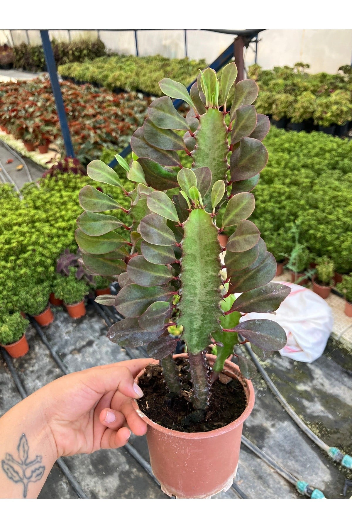Kırmızı Afrika Süt Ağacı (Euphorbia trigona ‘Rubra’)