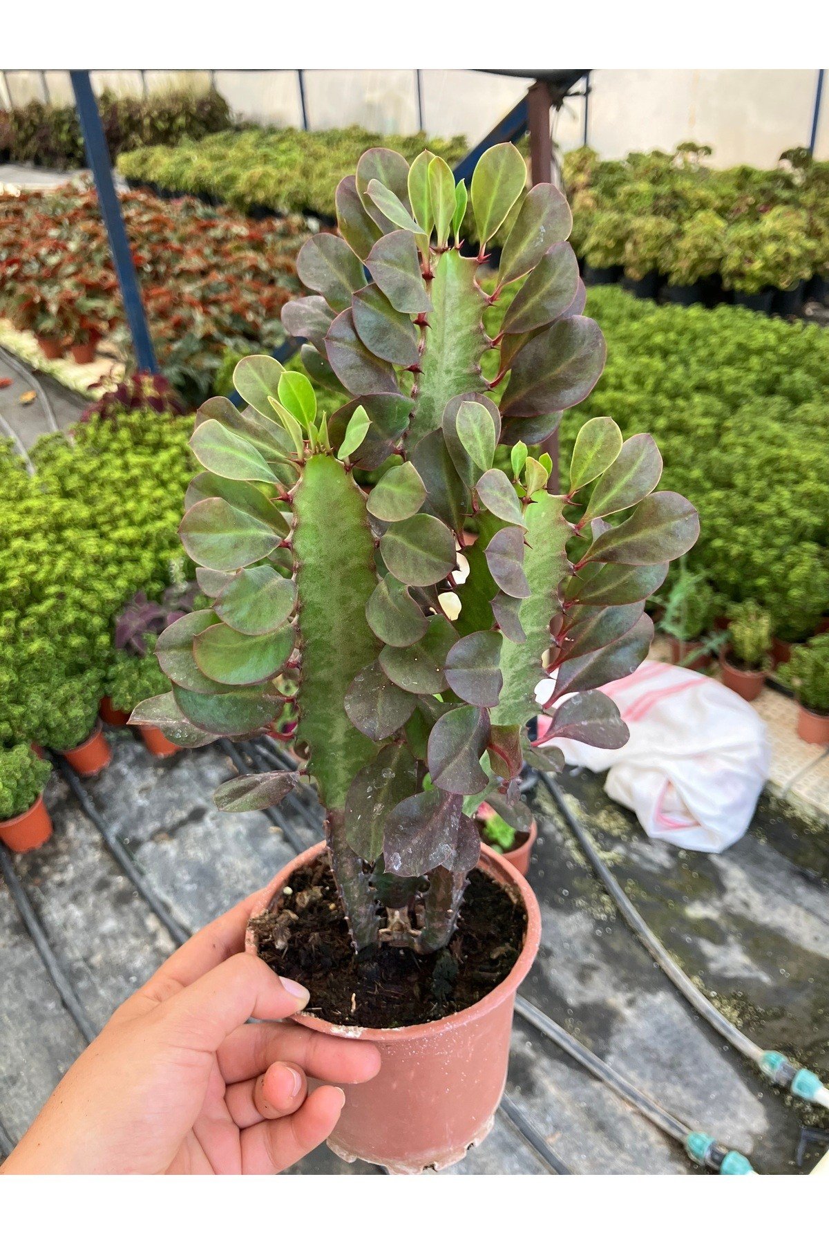 Kırmızı Afrika Süt Ağacı (Euphorbia trigona ‘Rubra’)