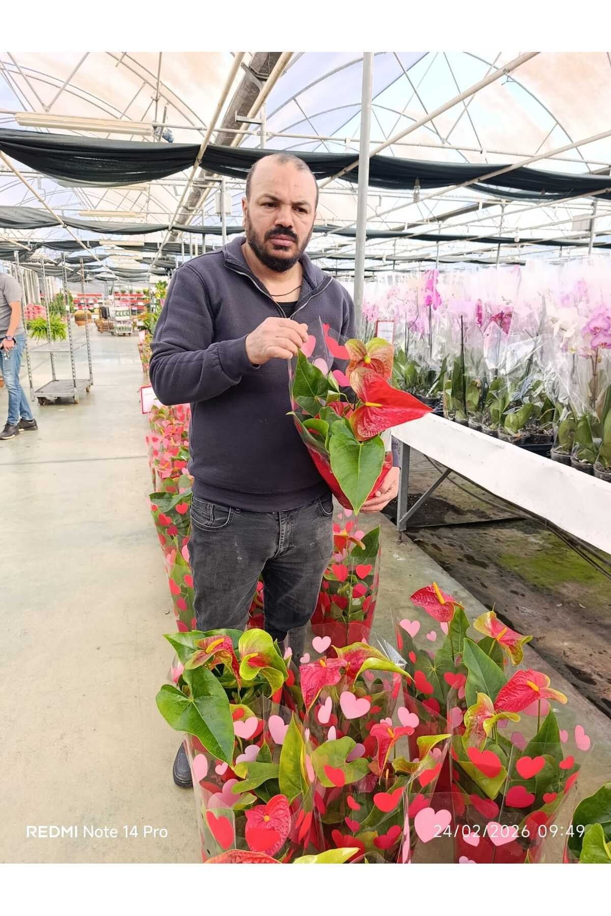 Kırmızı Antoryum Canlı Çiçek – Hediyelik Salon Bitkisi Kalp Yapraklı Anthurium Saksılı