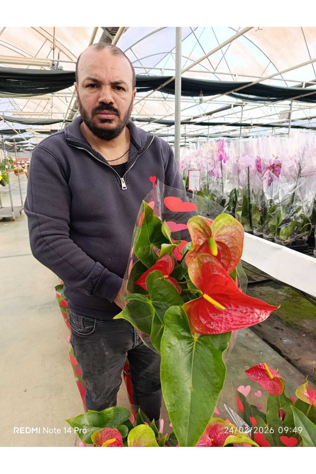 Kırmızı Antoryum Canlı Çiçek – Hediyelik Salon Bitkisi Kalp Yapraklı Anthurium Saksılı