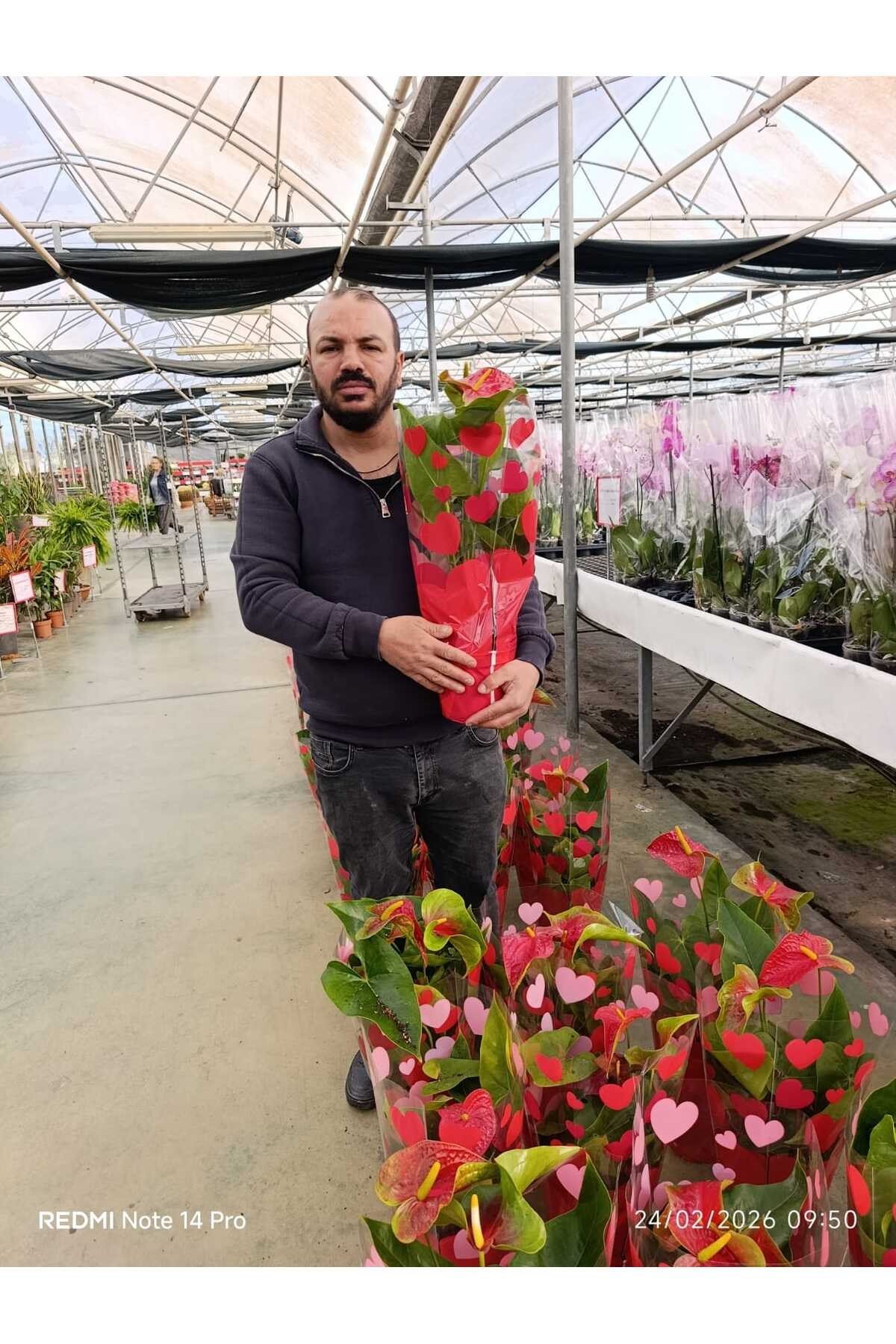 Kırmızı Antoryum Canlı Çiçek – Hediyelik Salon Bitkisi Kalp Yapraklı Anthurium Saksılı