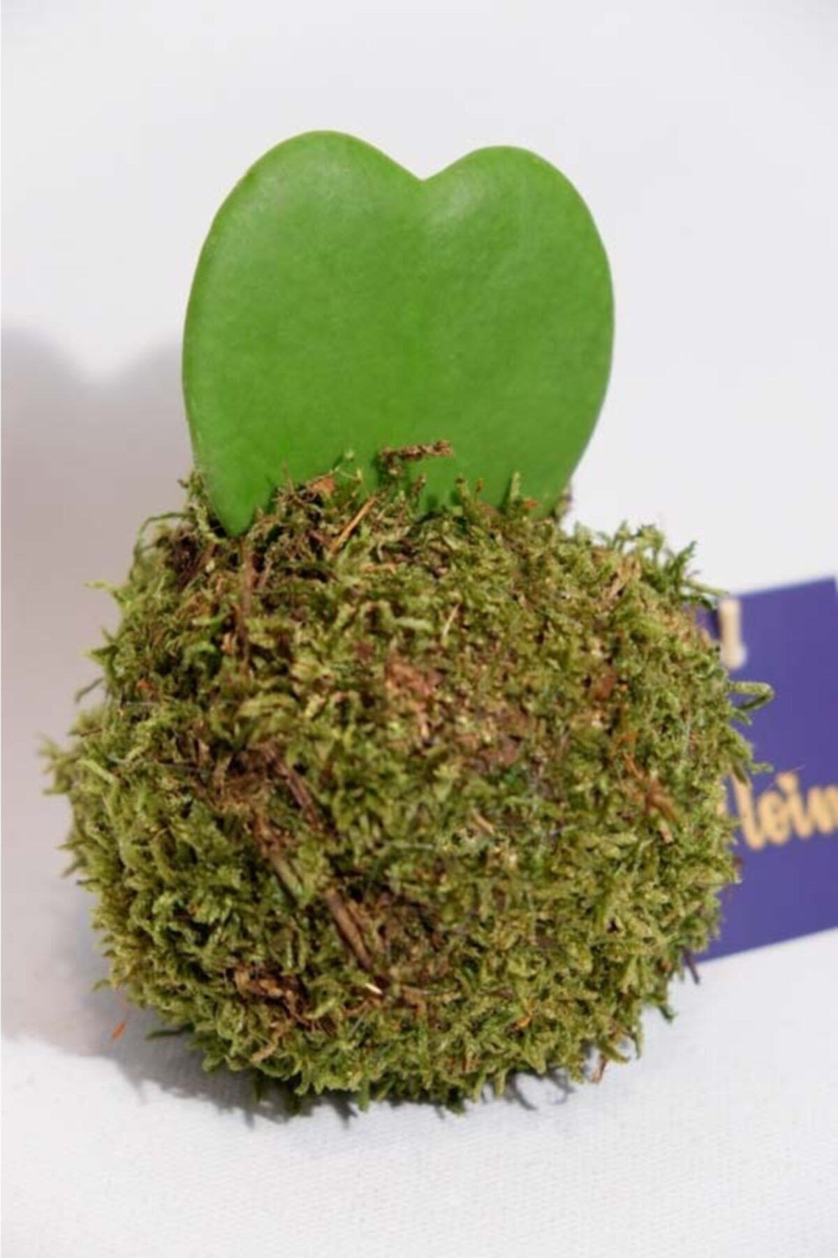 Kokedama Hoya Keri