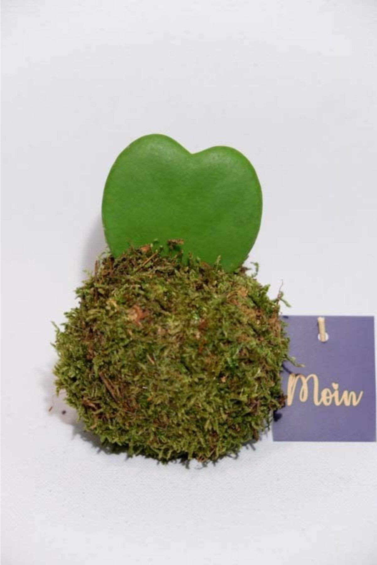 Kokedama Hoya Keri