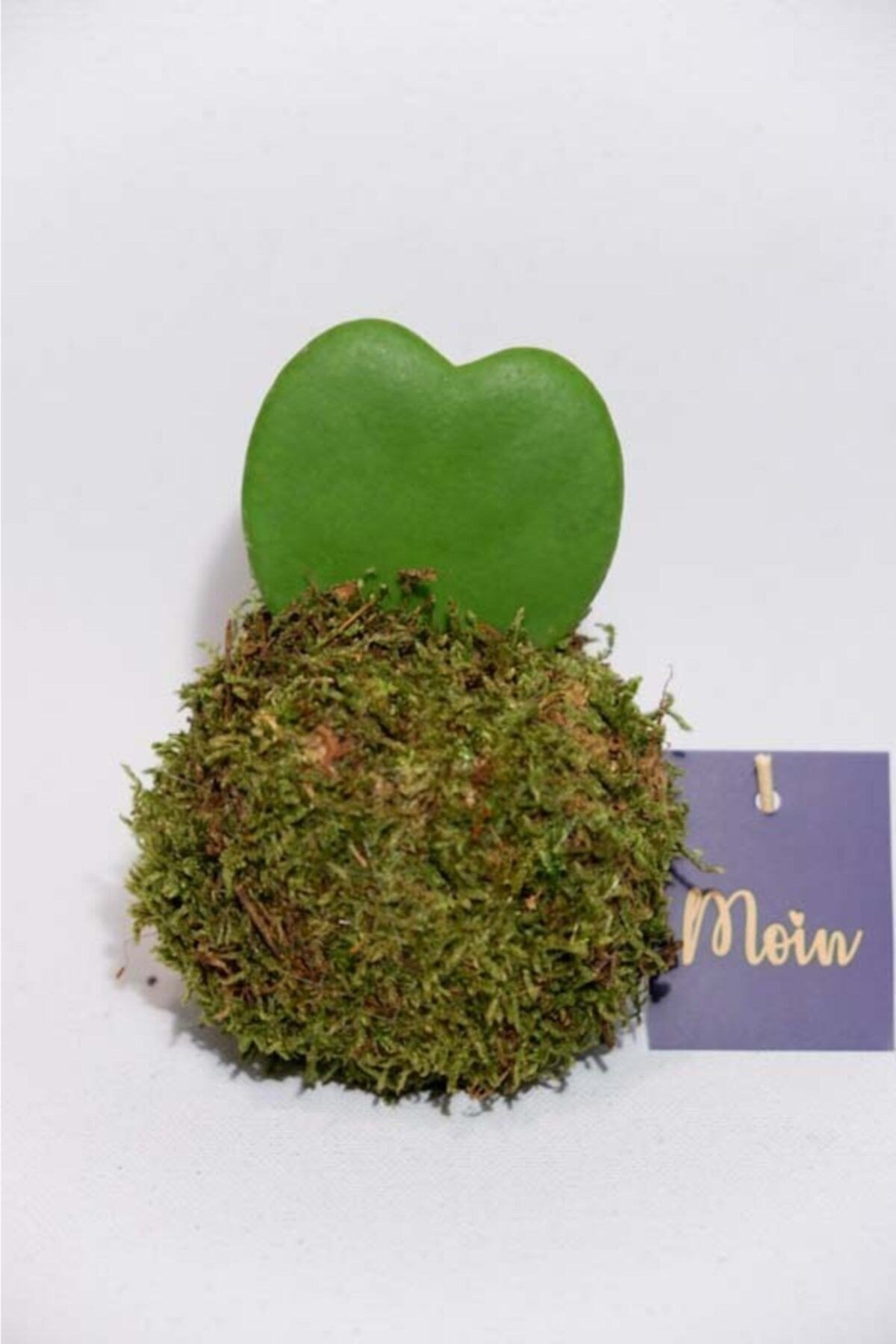 Kokedama Hoya Keri