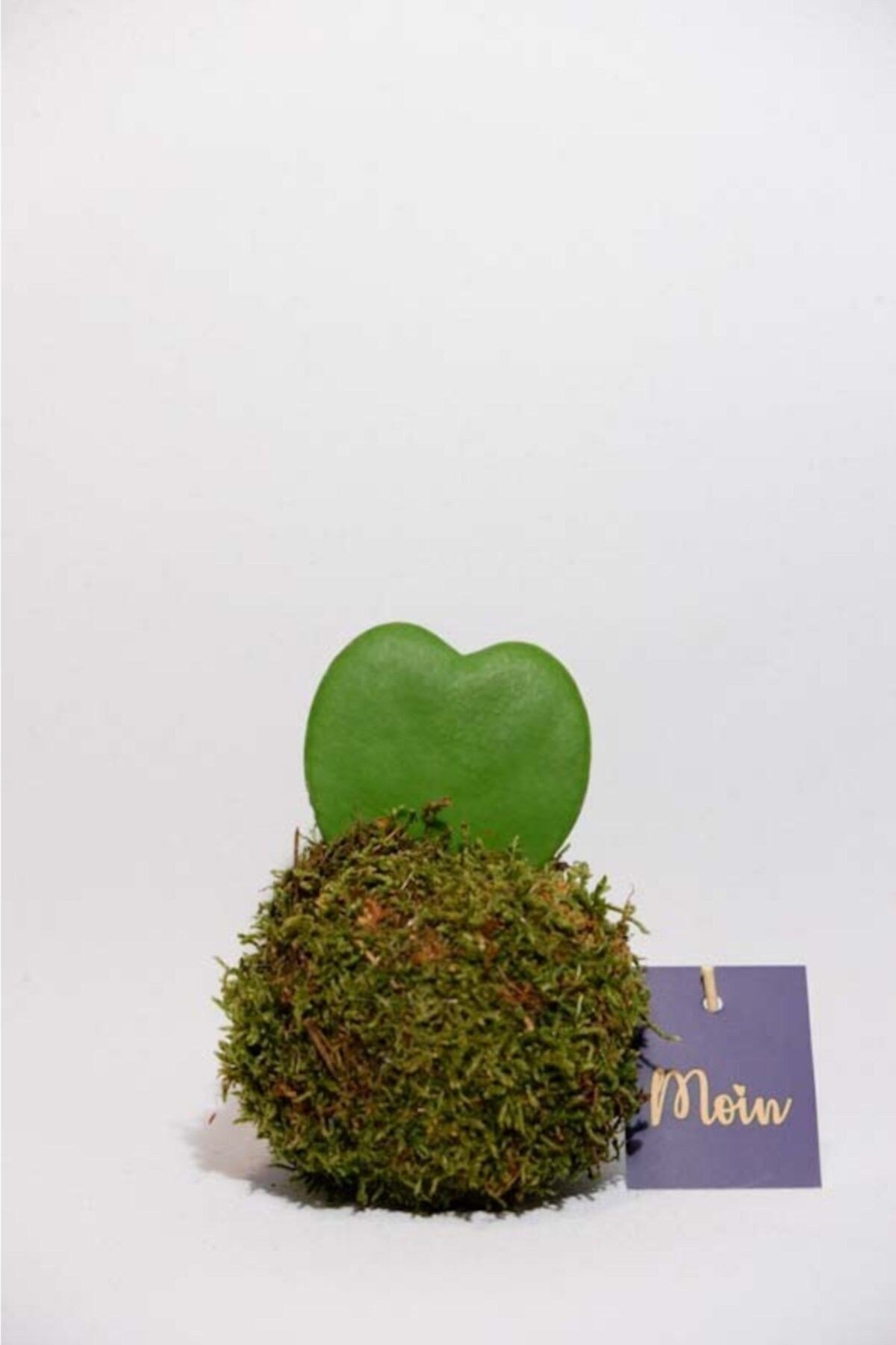 Kokedama Hoya Keri