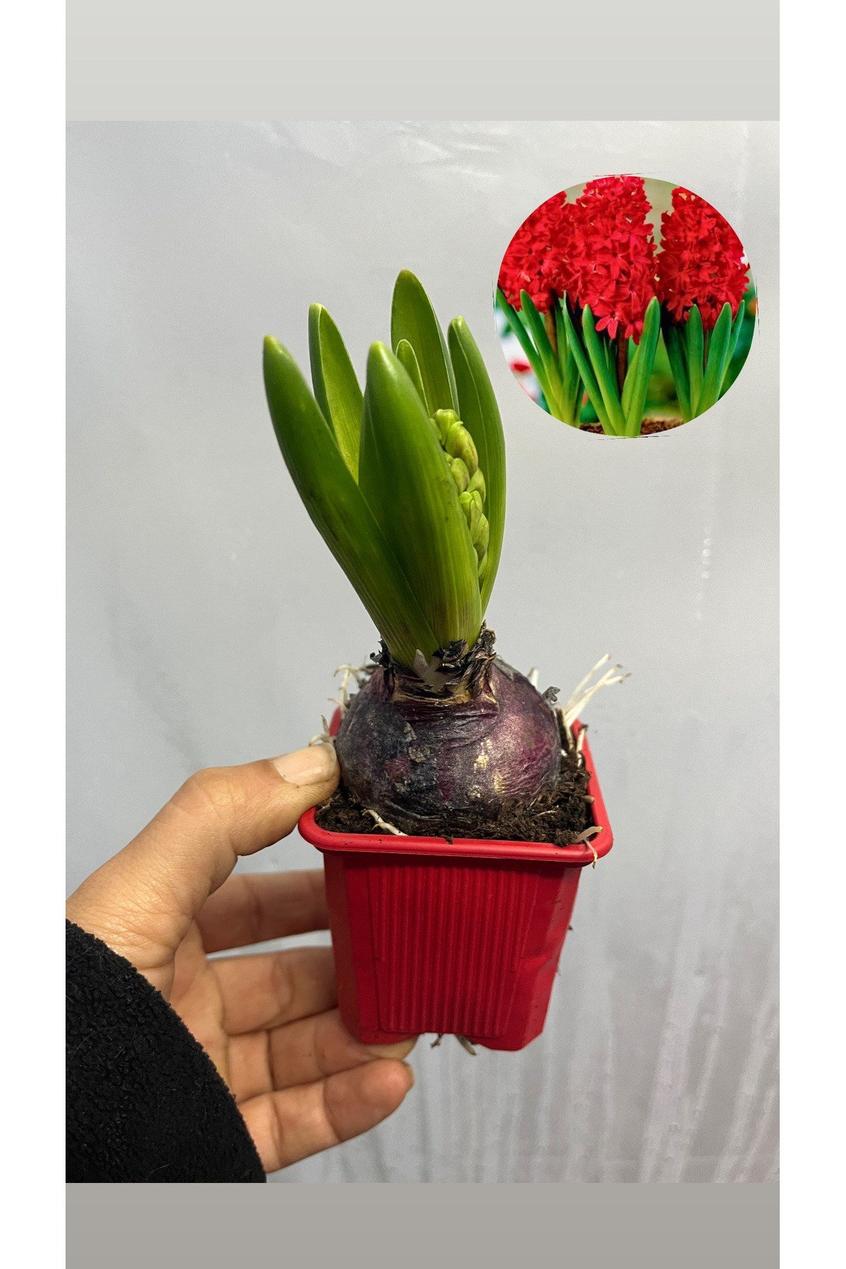 KOKULU SÜMBÜL ÇİÇEĞİ SOĞANLI BİTKİ 2 Adet