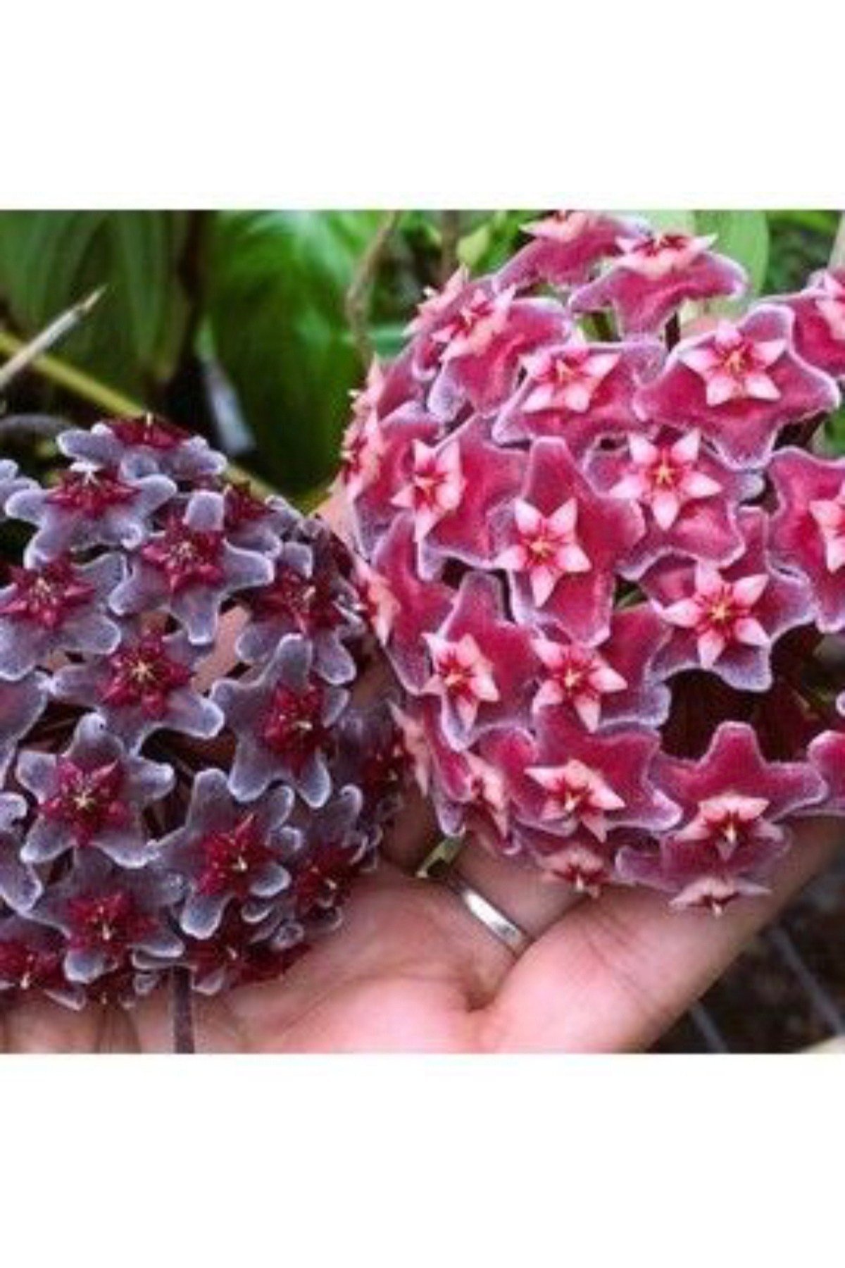 Koyu Pembe ve Kara Çiçekli Mum Çiçeği Fidanları