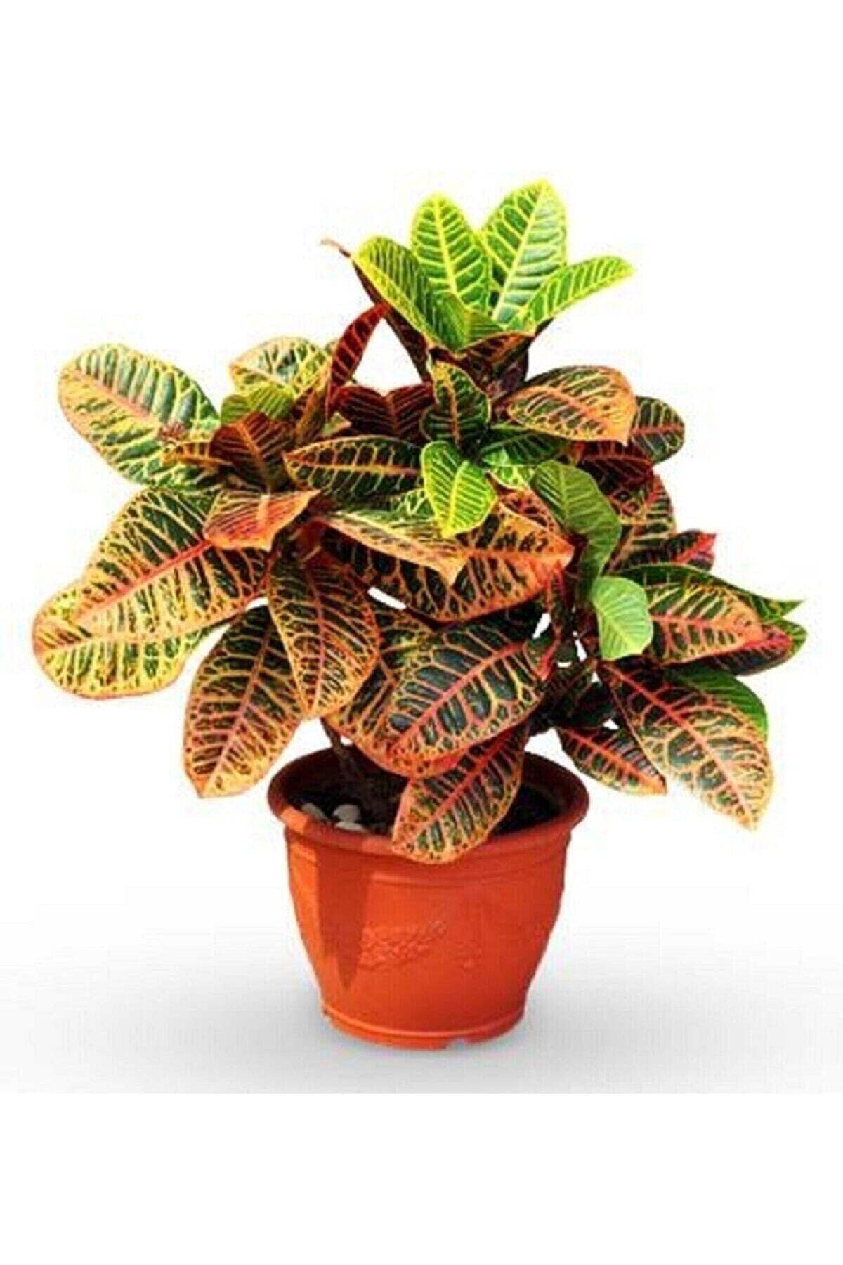 Kraton Bitkisi 30 40 Cm Boy Croton Petra 13 Cm Saksı Çapı Ev Ofis Bitkisi