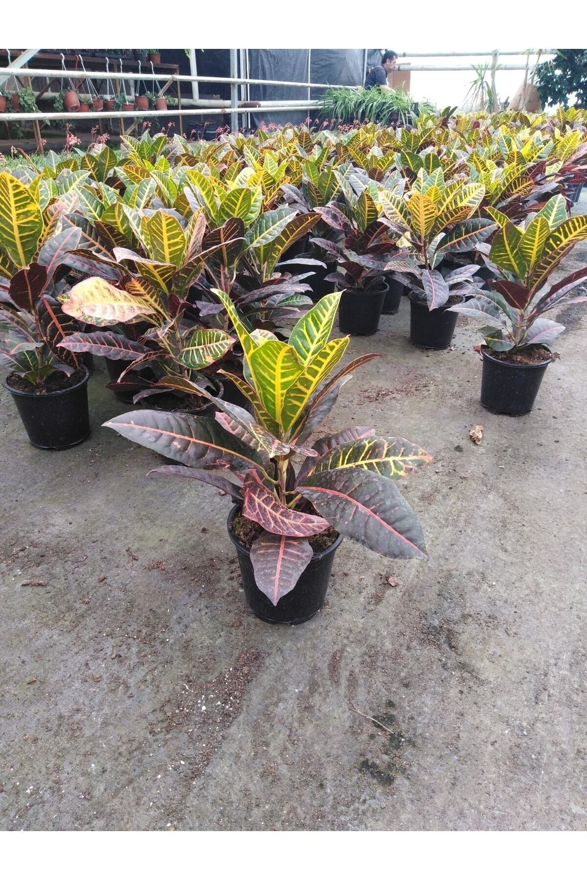 Kraton Bitkisi 30 40 Cm Boy Croton Petra 13 Cm Saksı Çapı Ev Ofis Bitkisi
