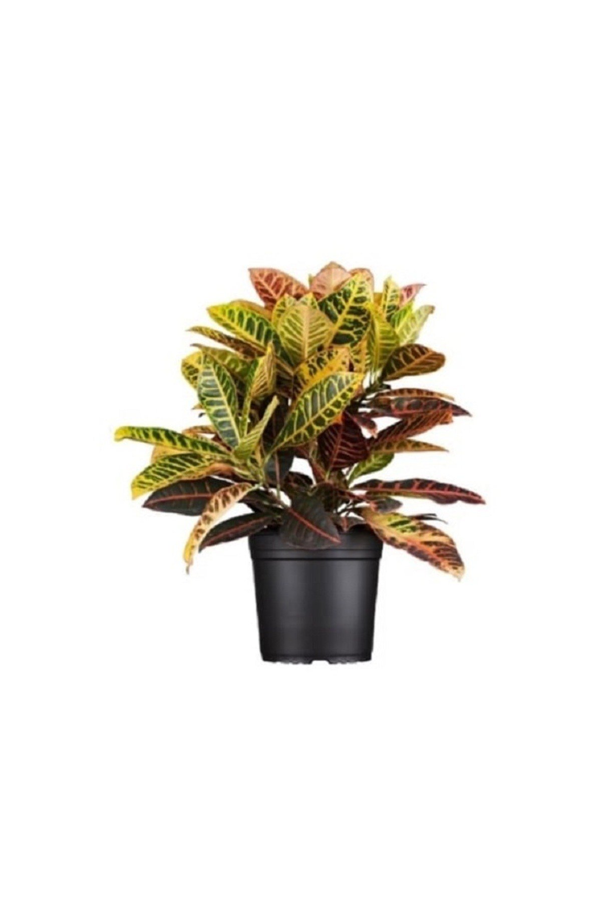 Kraton Bitkisi 40 50 Cm Boy Croton Petra Ev Bitkisi Ofis Bitkisi Salon Bitkisi