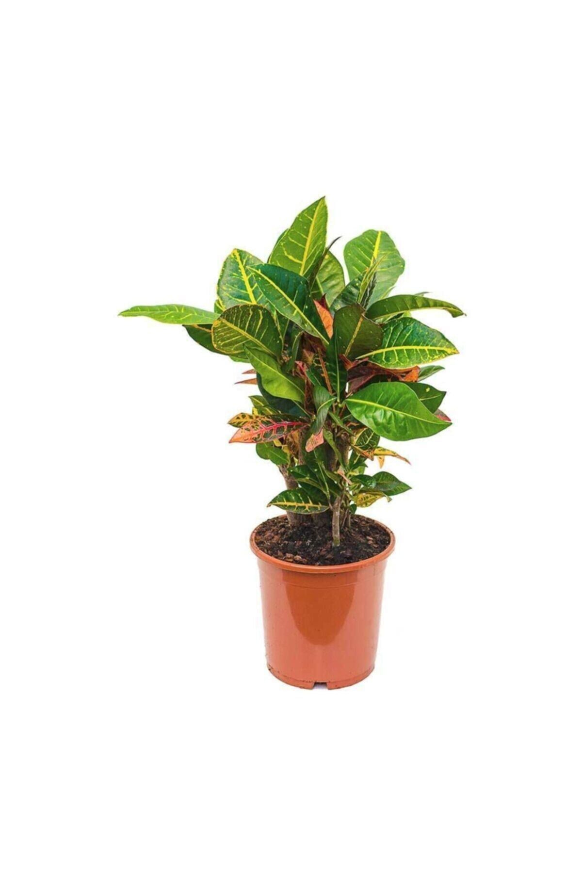 Kraton Bitkisi - Croton Petra 40-50 Cm Iç Mekan Süs Bitkileri