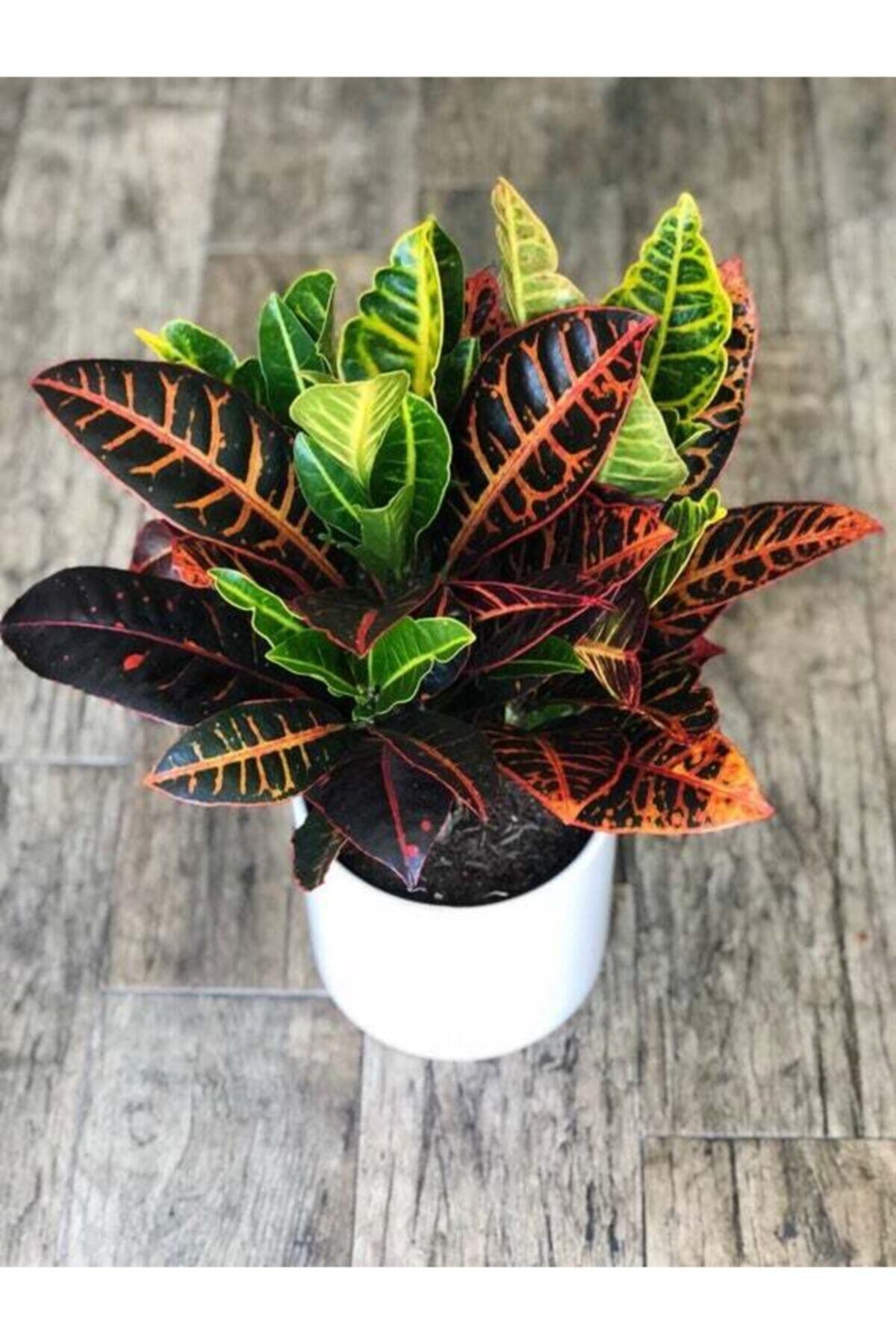 Kraton Bitkisi - Croton Petra 40-50 Cm Iç Mekan Süs Bitkileri