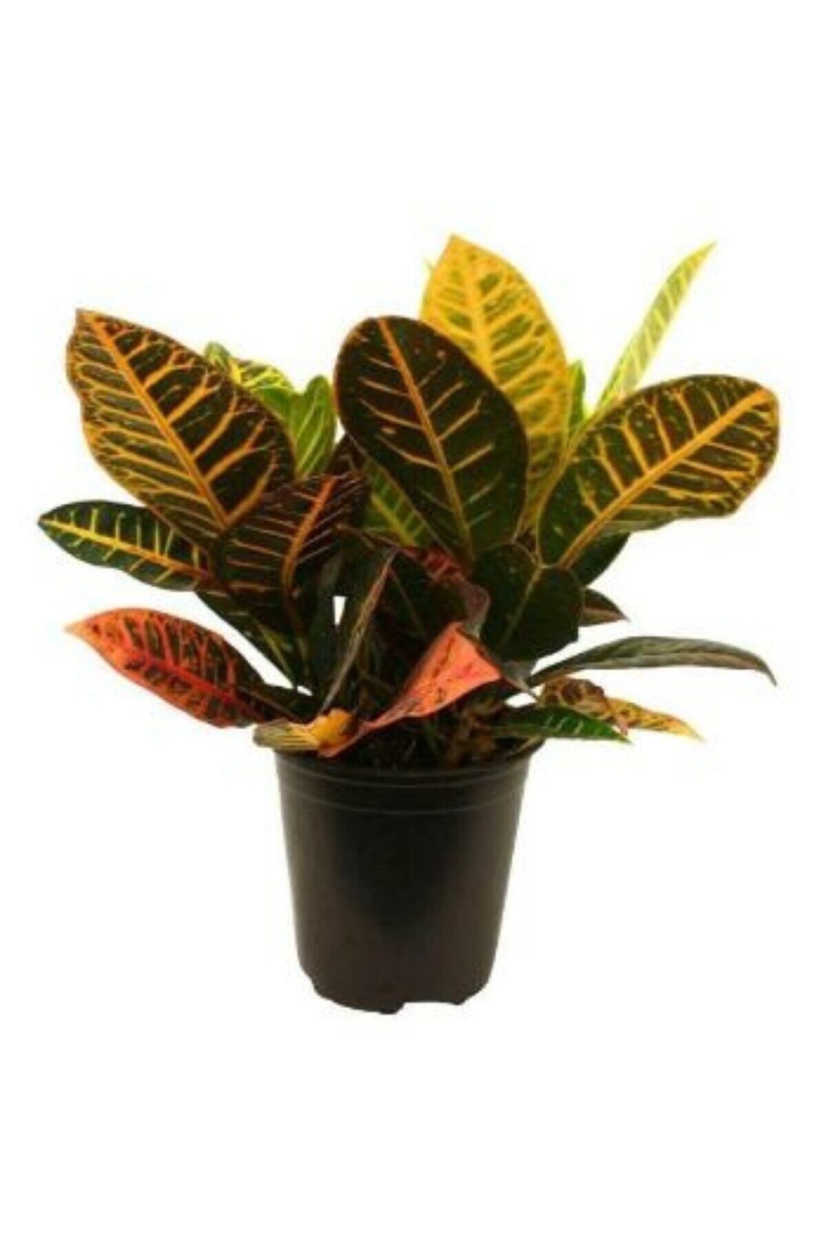 Kraton Bitkisi - Croton Petra 40-50 Cm Iç Mekan Süs Bitkileri