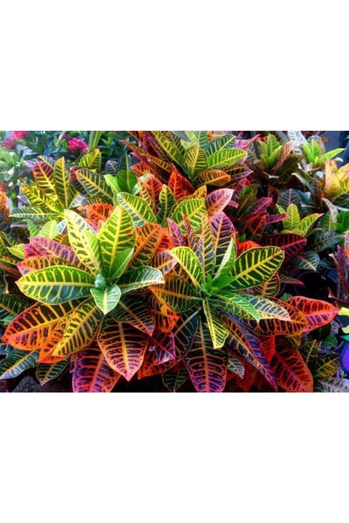 Kraton Bitkisi - Croton Petra 40-50 Cm Iç Mekan Süs Bitkileri