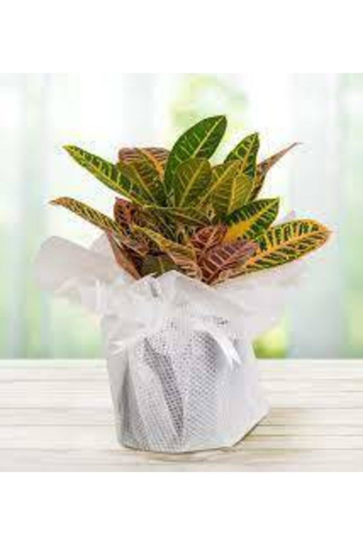 Kraton Bitkisi Croton Petra 45-50 Cm
