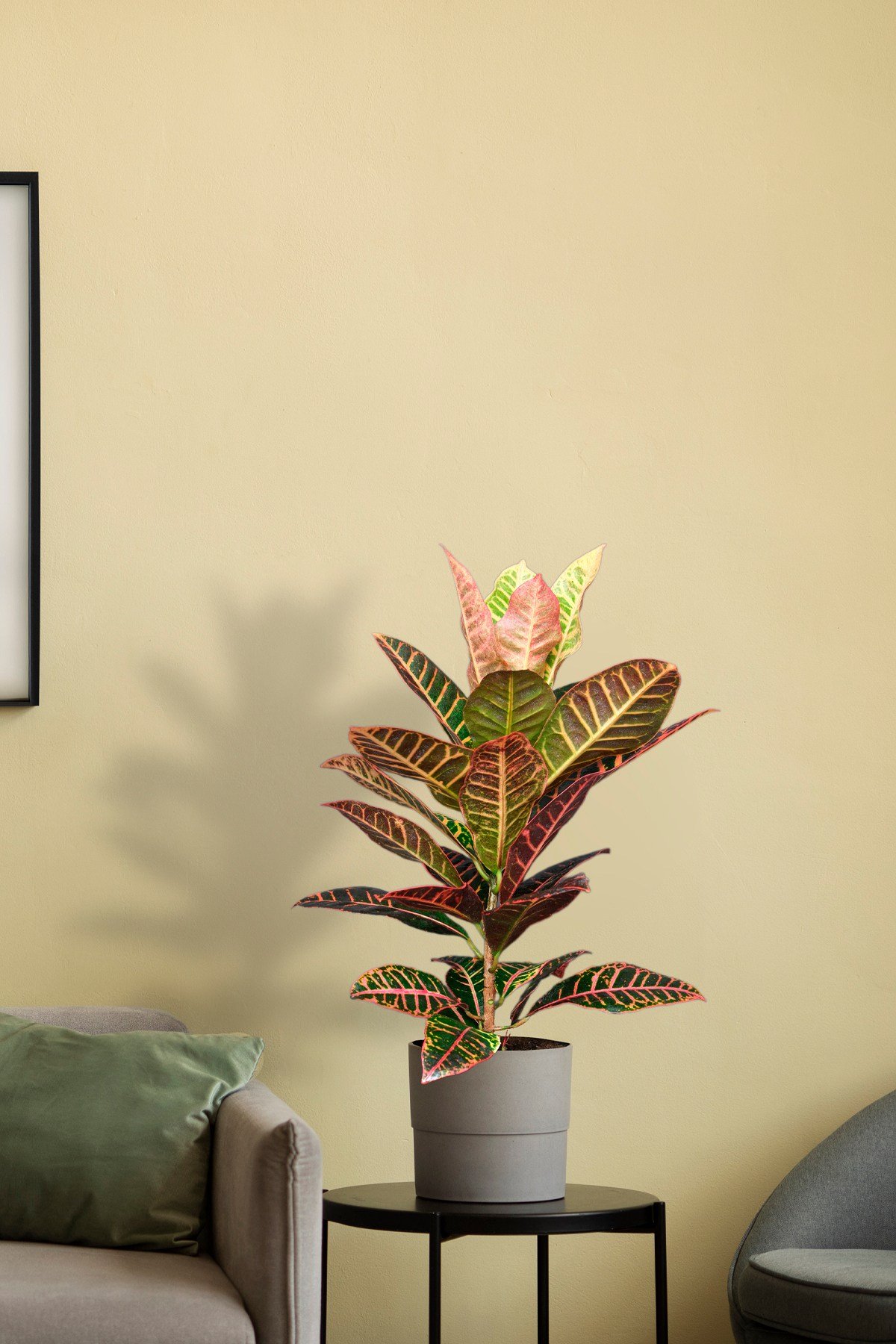 Kraton Bitkisi - Croton Petra - 50 60 cm