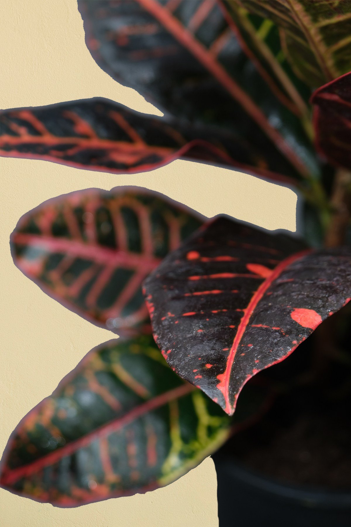 Kraton Bitkisi - Croton Petra - 50 60 cm