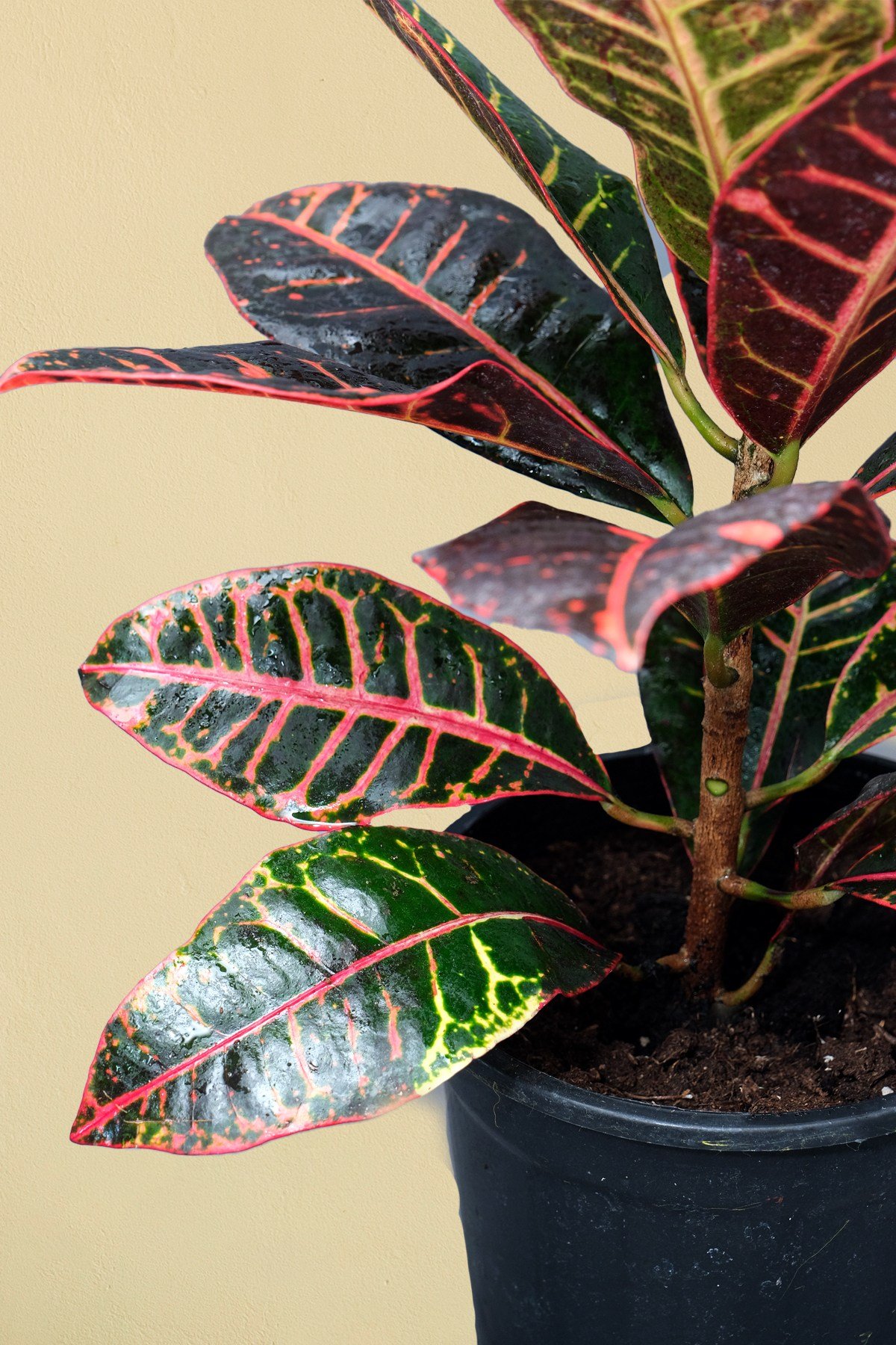 Kraton Bitkisi - Croton Petra - 50 60 cm