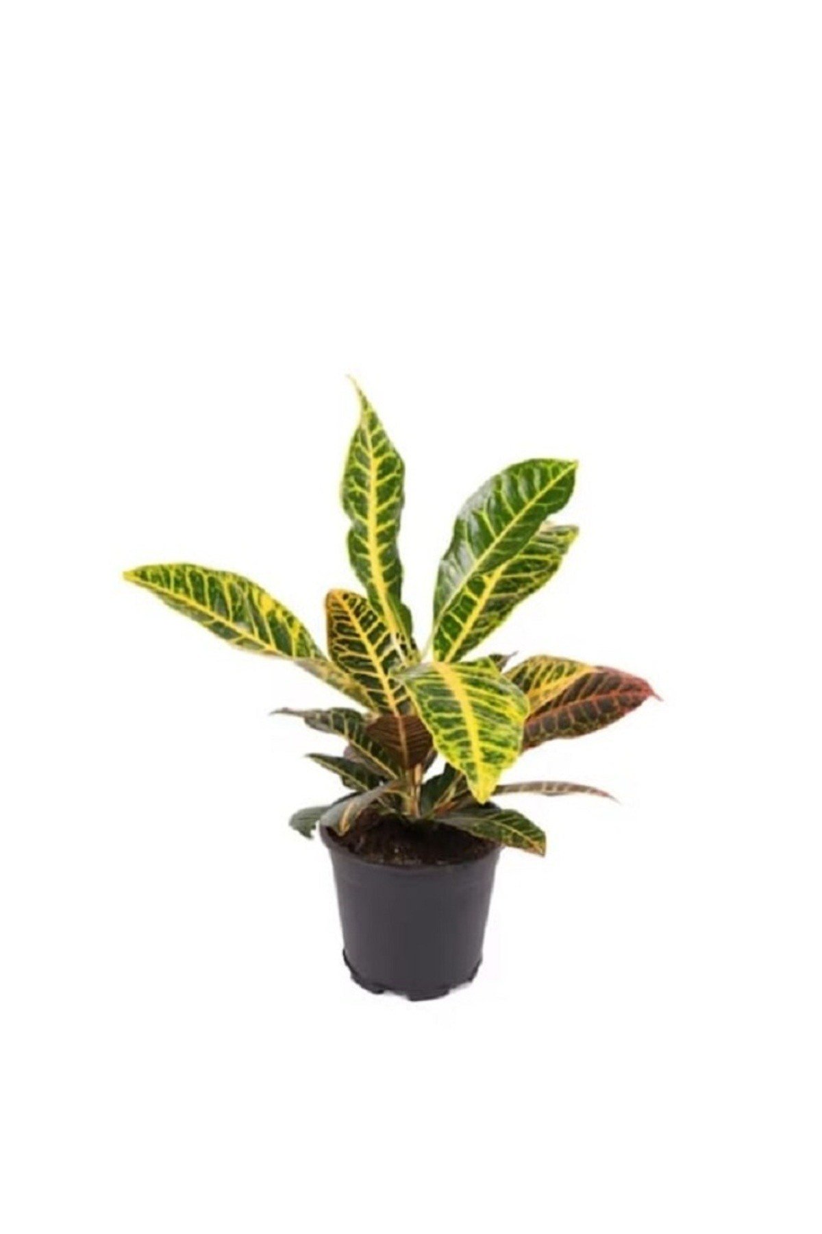 Kraton Bitkisi Renkli Yaprak 40 50 Cm Croton Petra Ev Bitkisi Ofis ve Salon Bitkisi