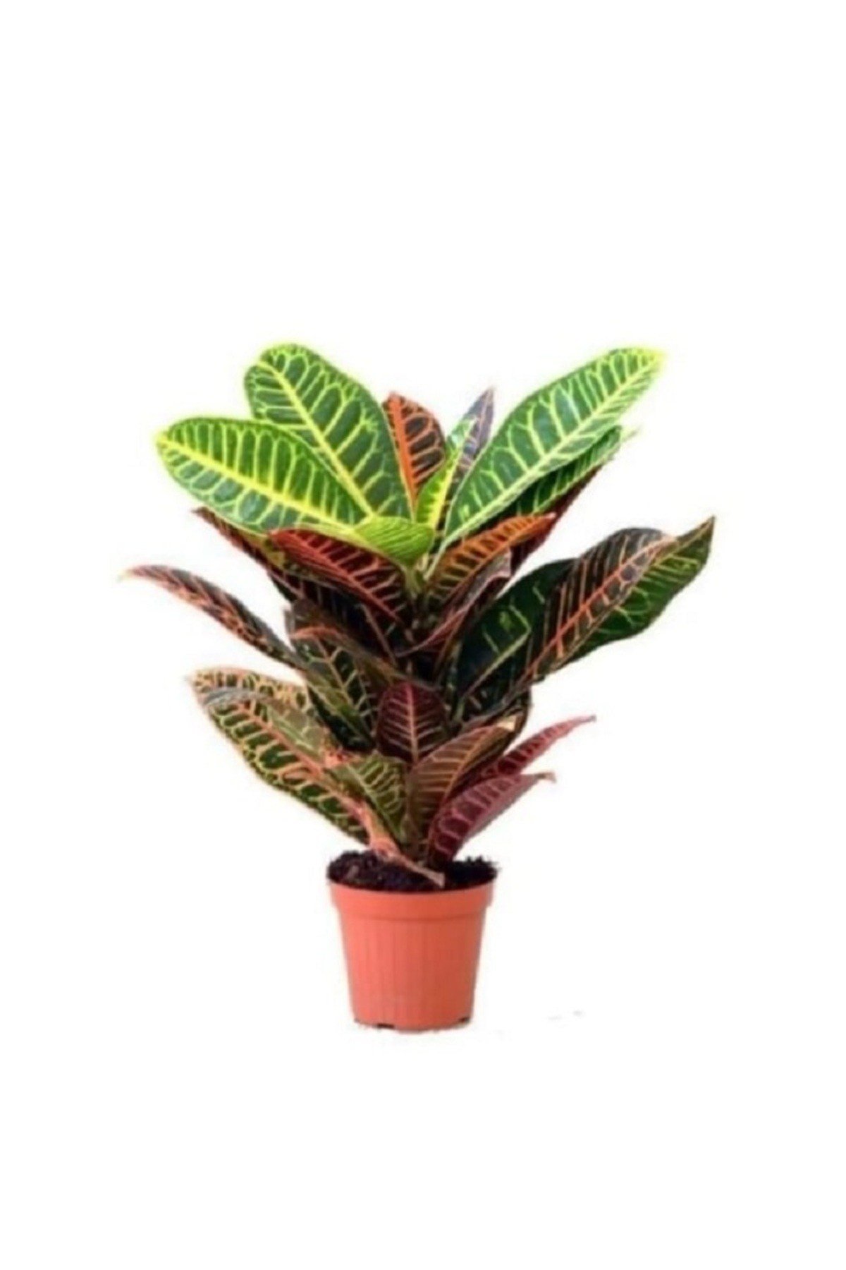 Kraton Bitkisi Renkli Yaprak 40 50 Cm Boy Croton Petra Ev Bitkisi Ofis ve Salon Bitkisi