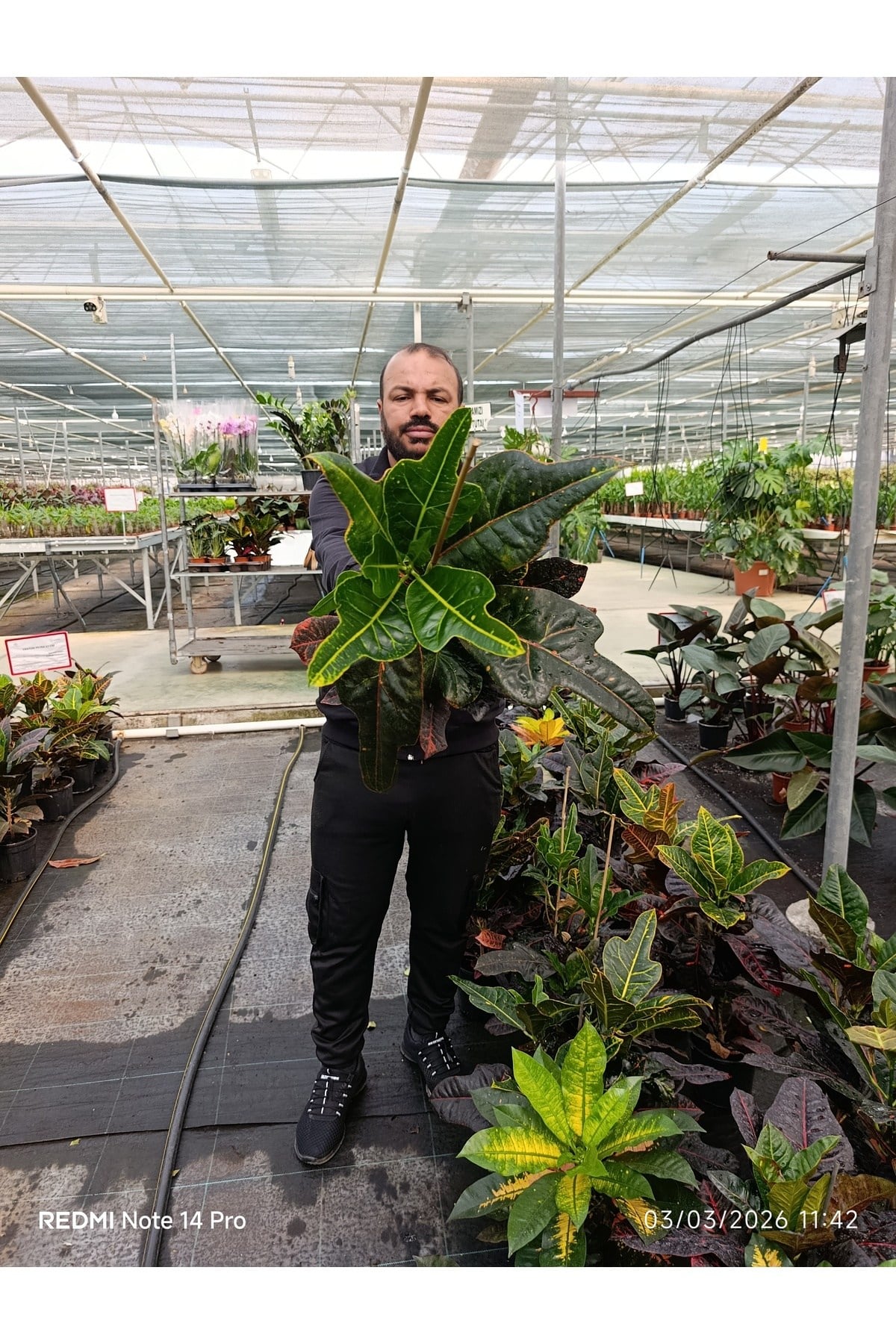 Kraton Croton Excellent 17 cm Saksılı Renkli Yapraklı Dekoratif Salon Bitkisi