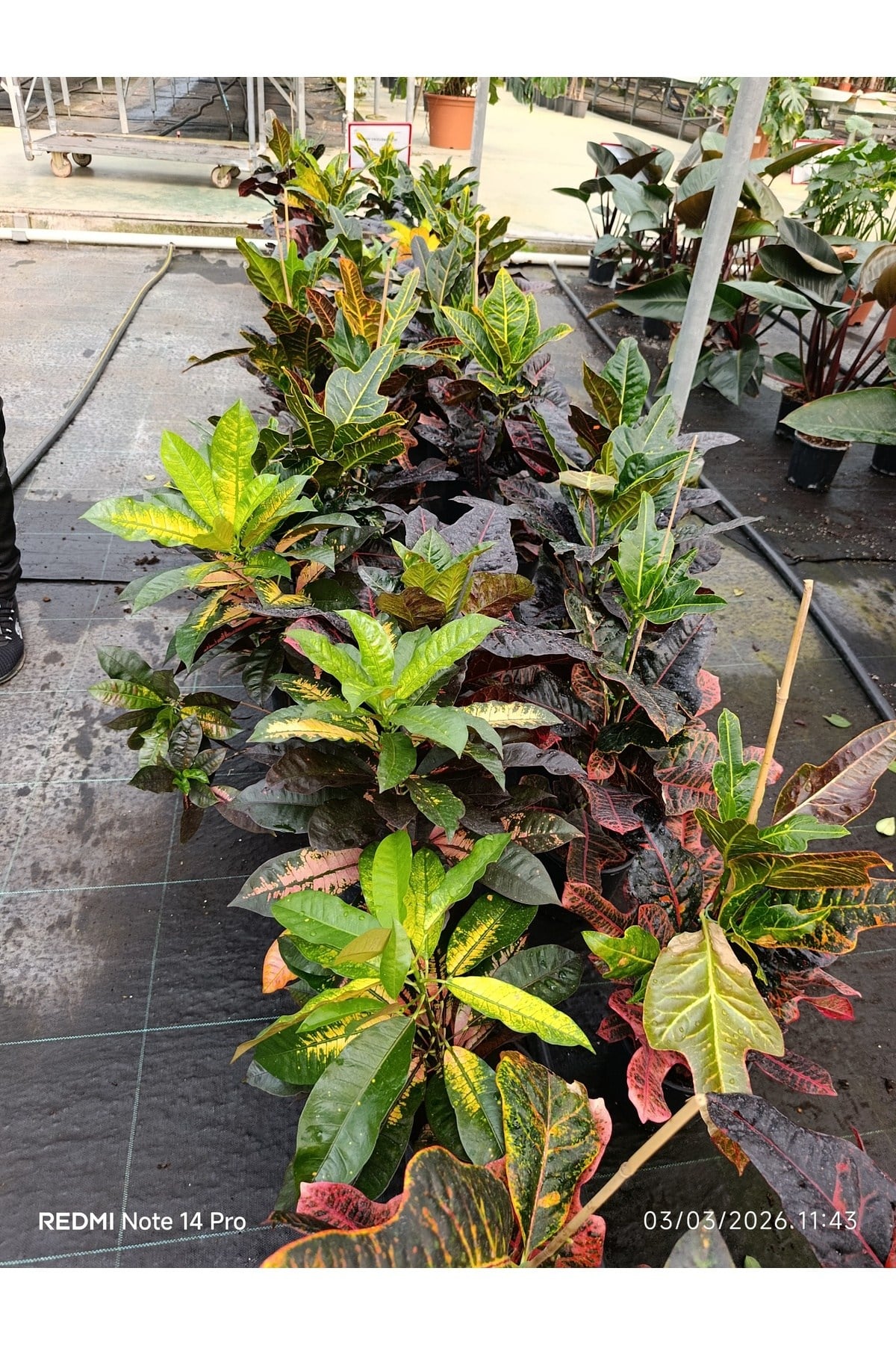 Kraton Croton Excellent 17 cm Saksılı Renkli Yapraklı Dekoratif Salon Bitkisi