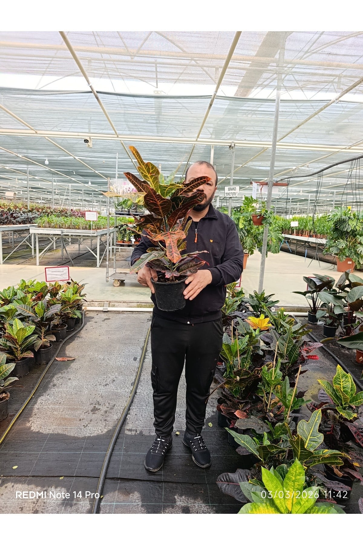 Kraton Croton Excellent 17 cm Saksılı Renkli Yapraklı Dekoratif Salon Bitkisi