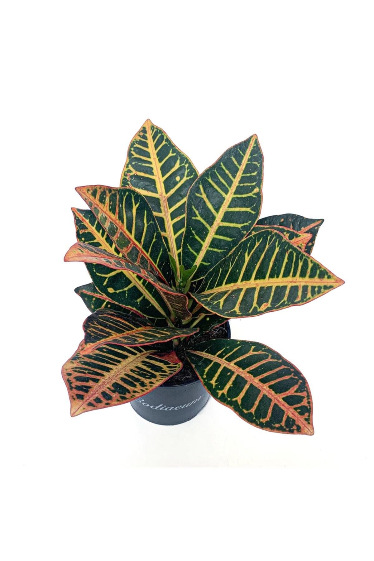 Kroton Bitkisi - Croton Petra