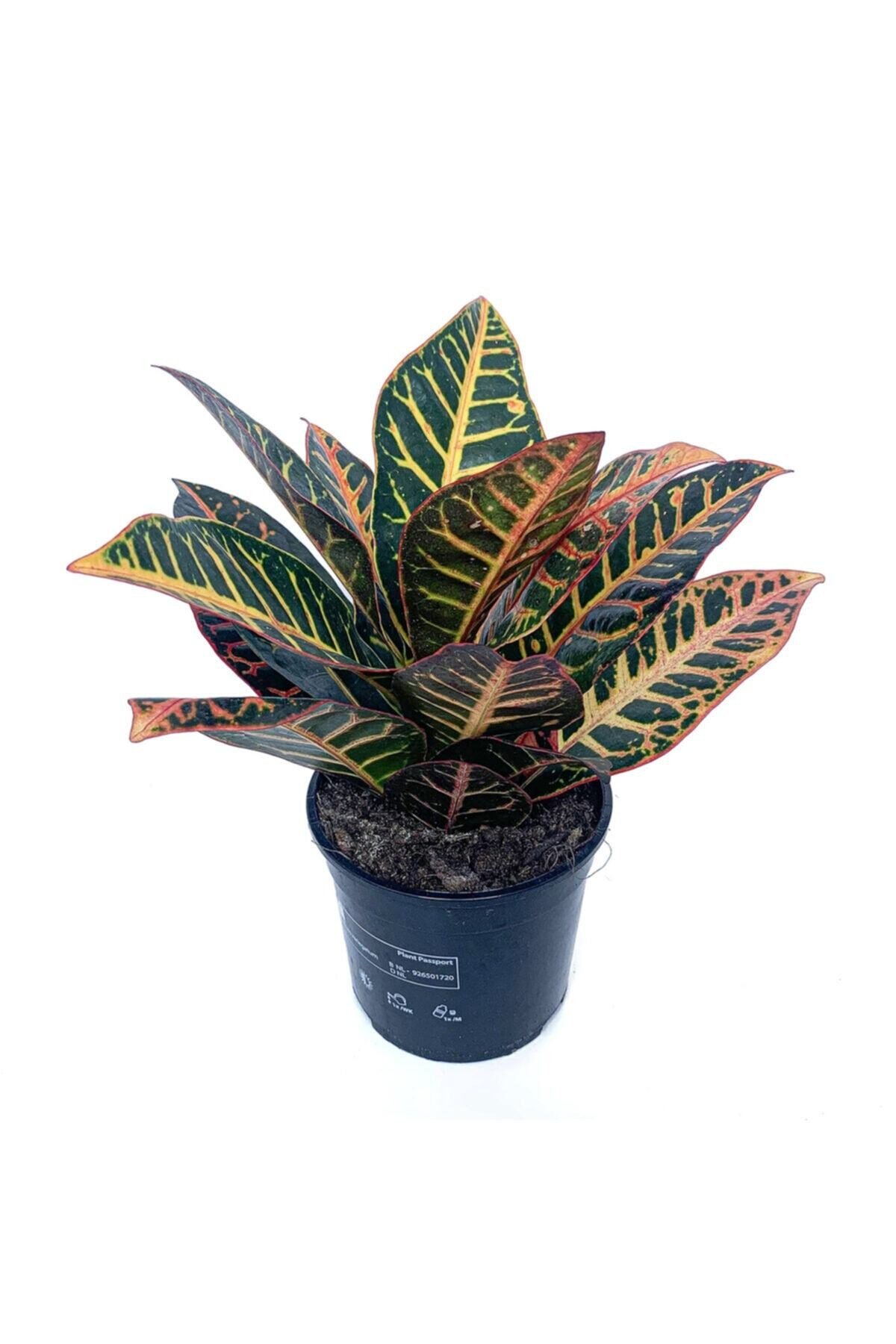 Kroton Bitkisi - Croton Petra