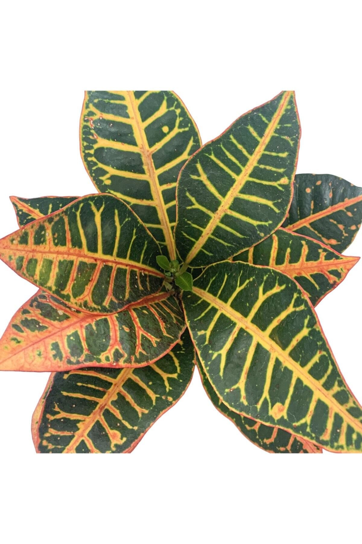 Kroton Bitkisi - Croton Petra