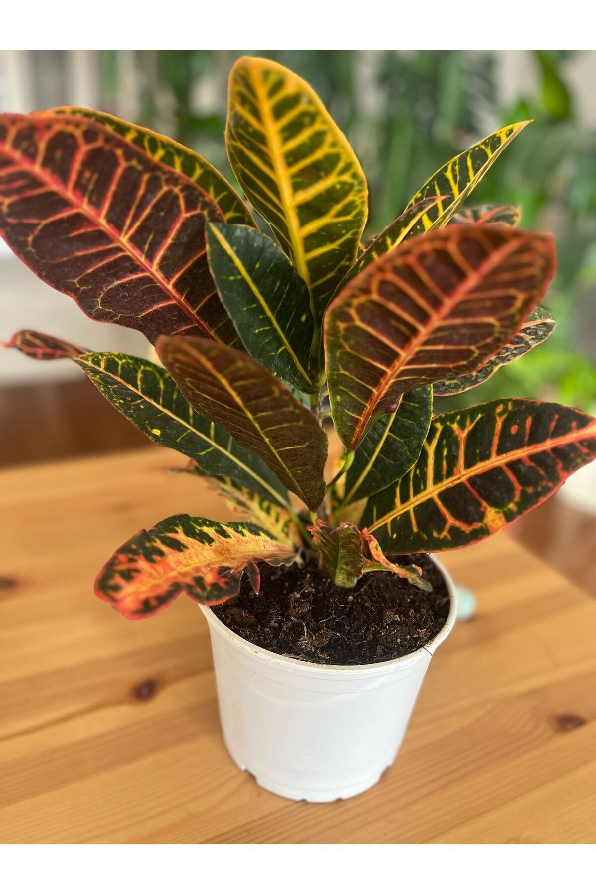 Kroton-Croton Petra